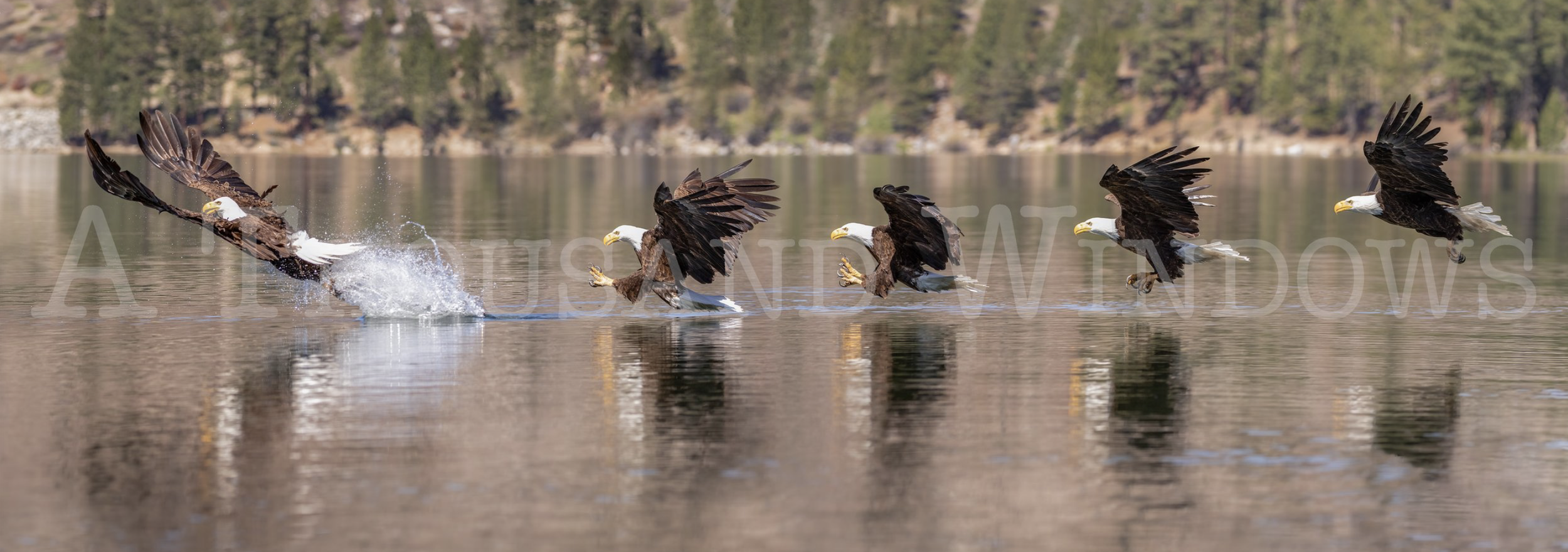 30x14 canvas gallery wrap of "Making the Grab"