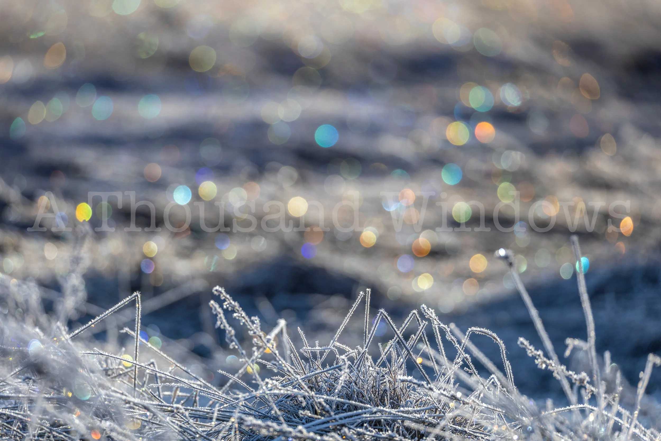 Winter Lights