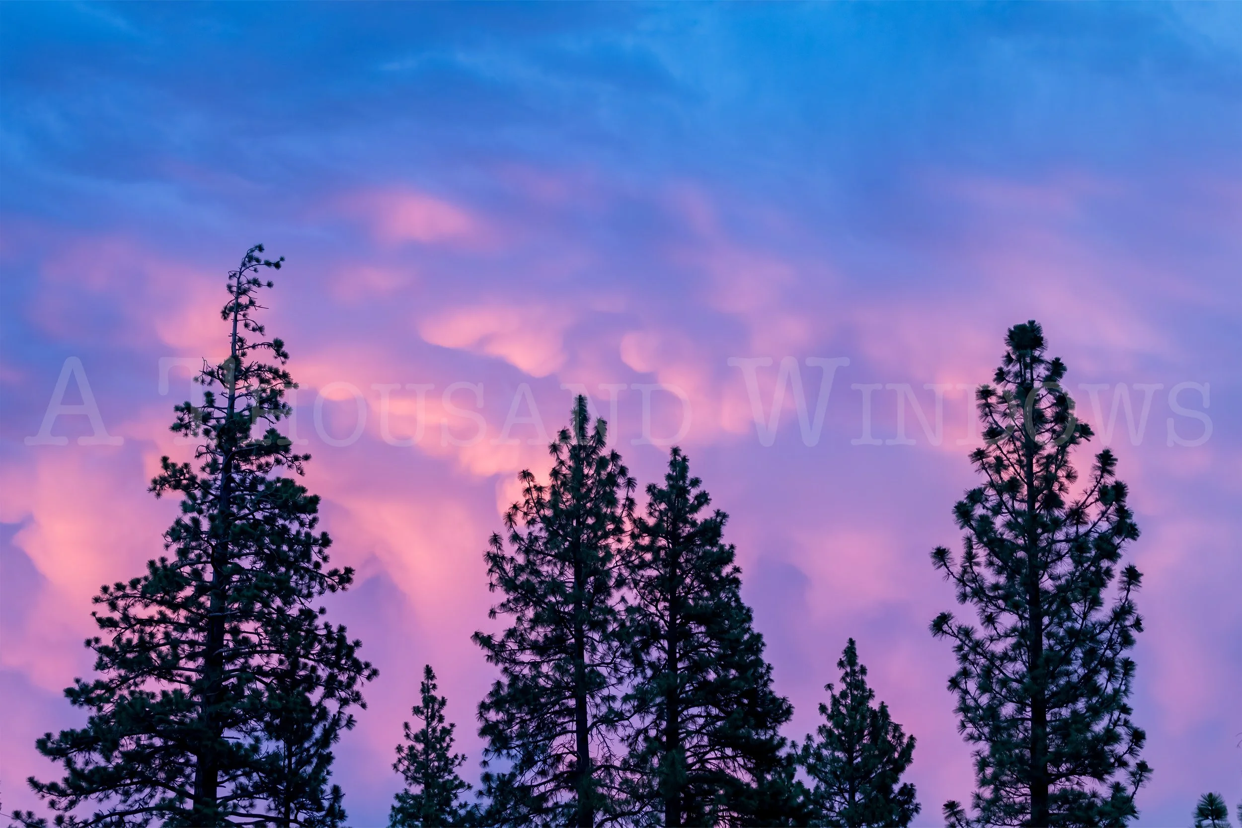 Treetops and Cloudbottoms