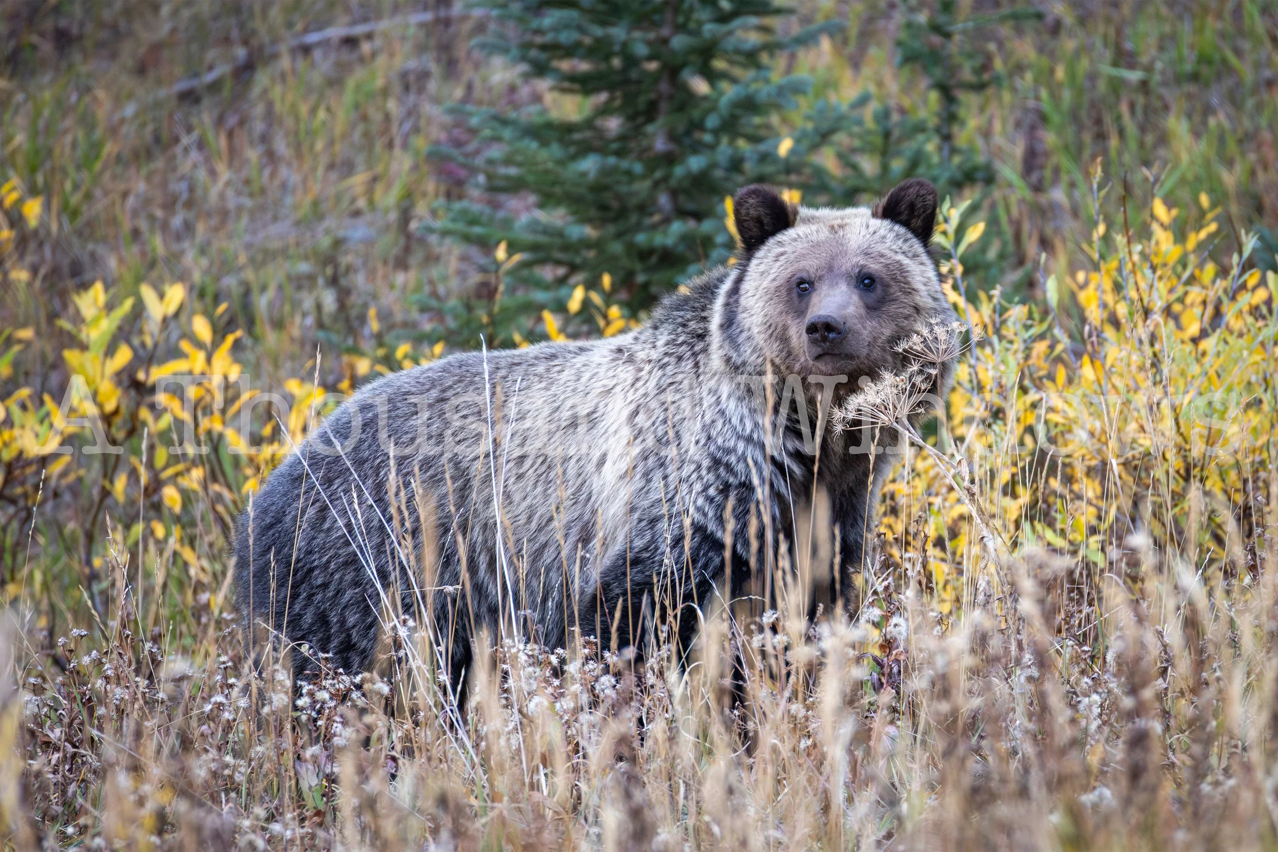 Yellowstone Grizz