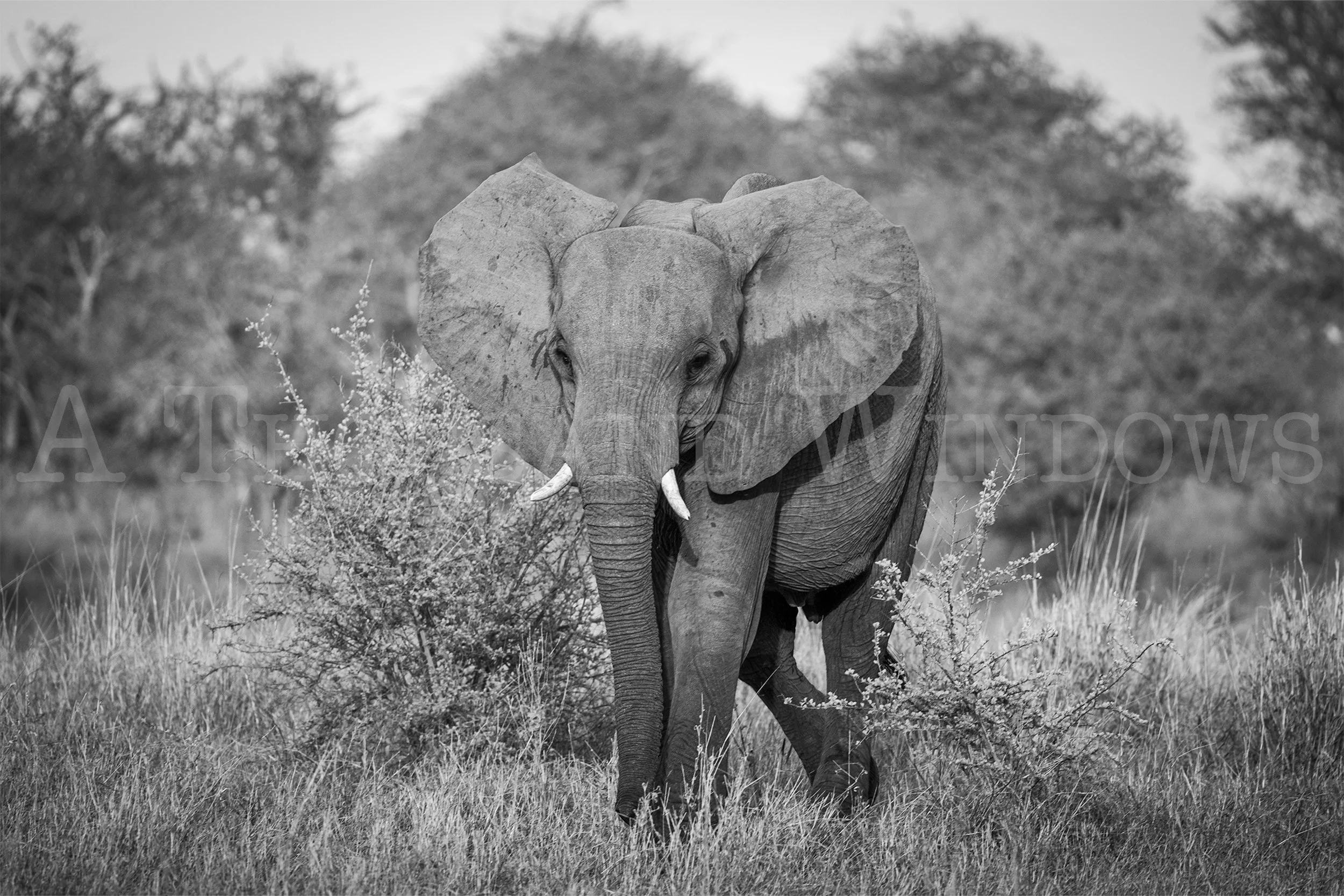 Young Elephant B/W