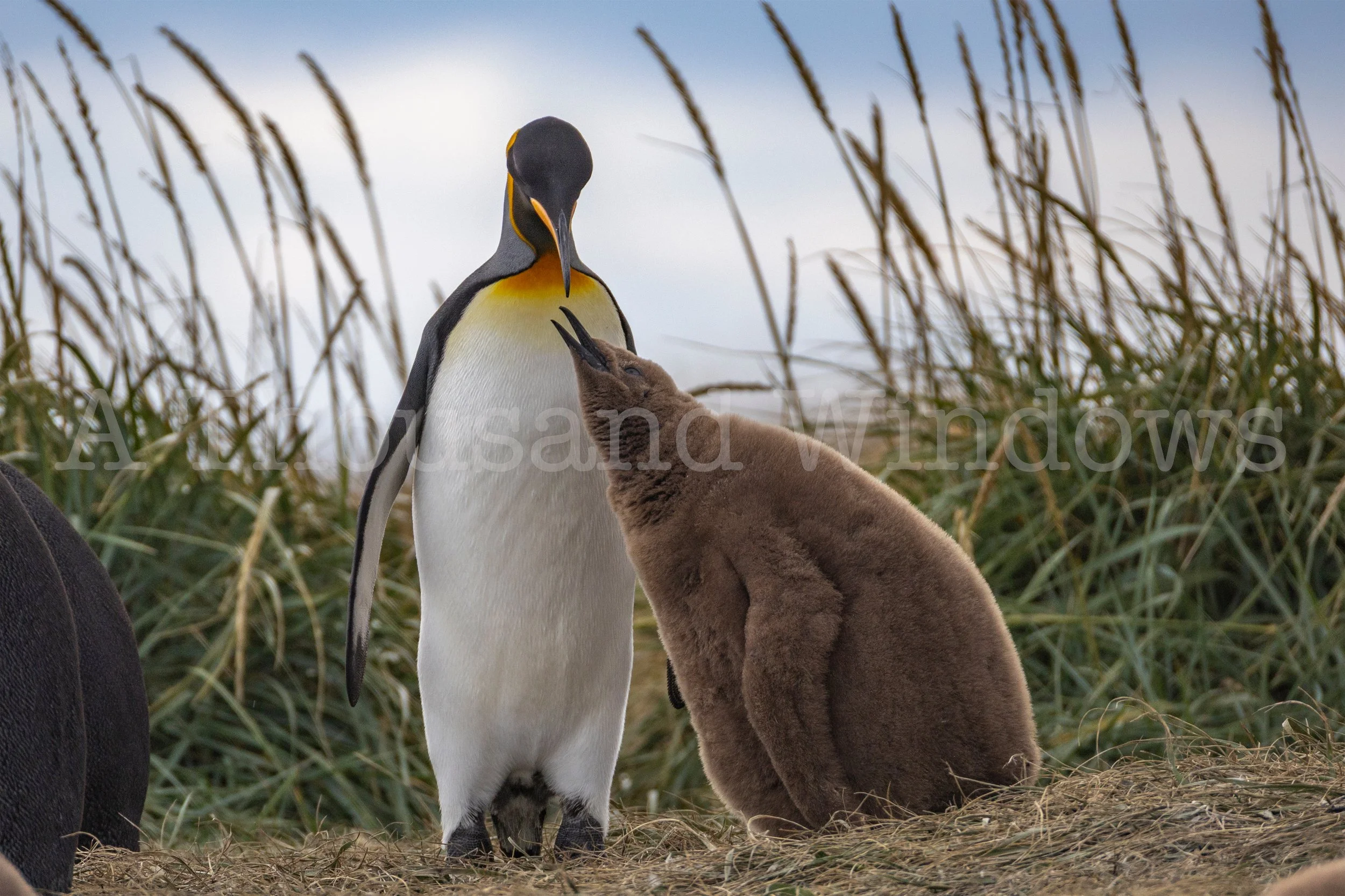 Penguino Rey