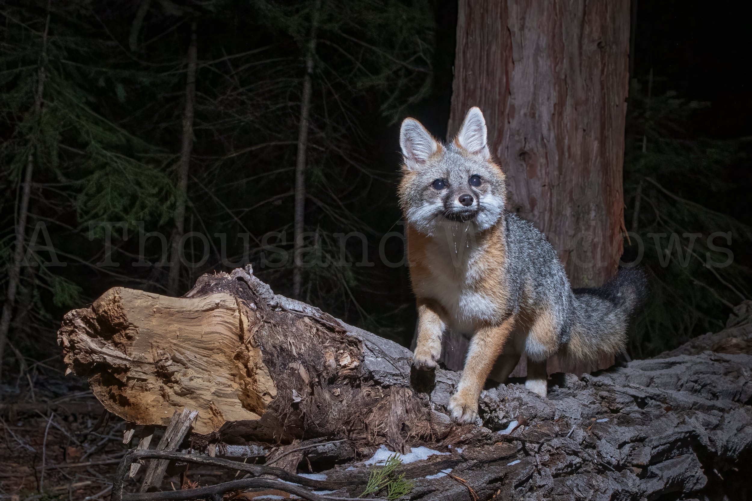 Portrait of a Gray Fox.jpg