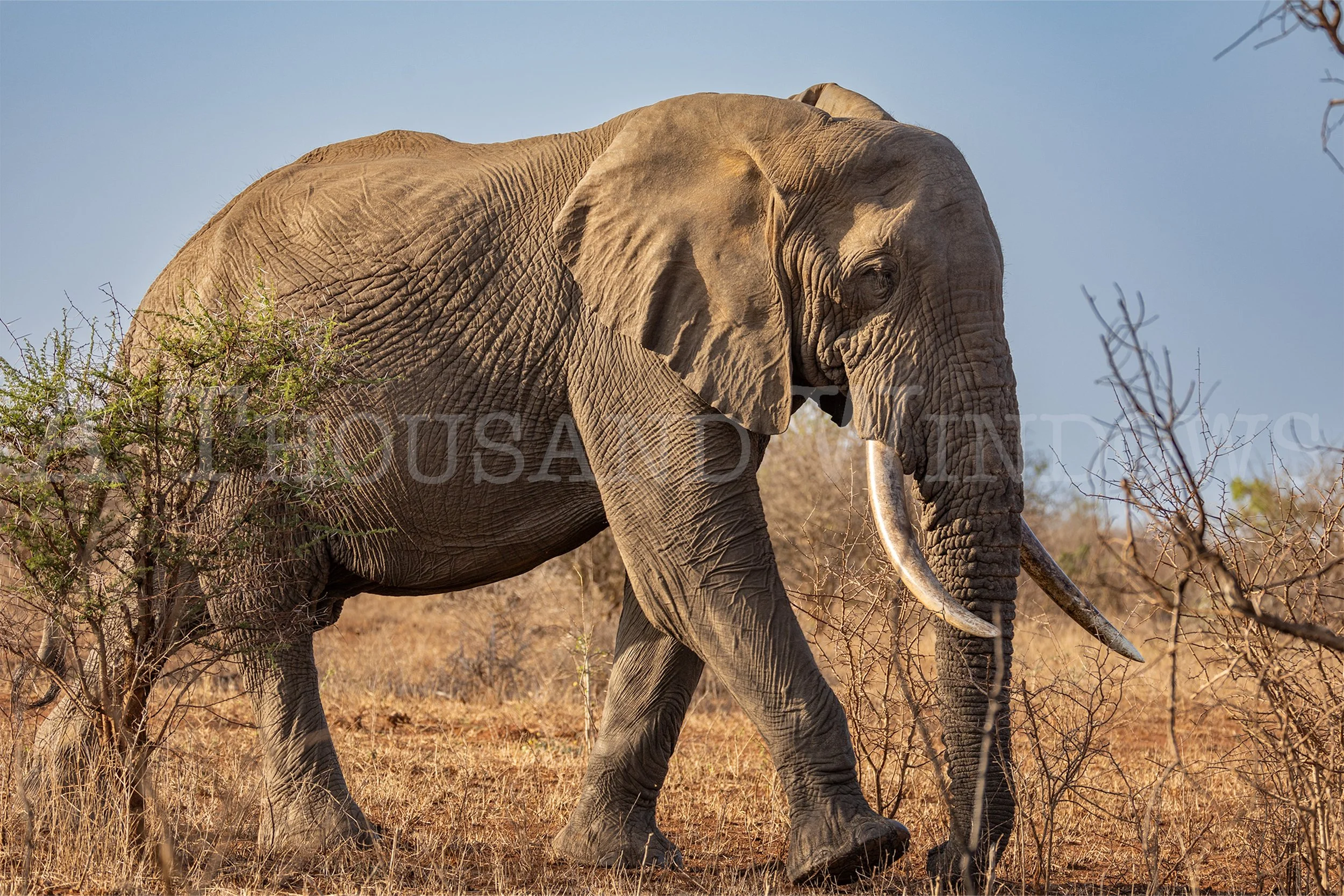 Bull Elephant