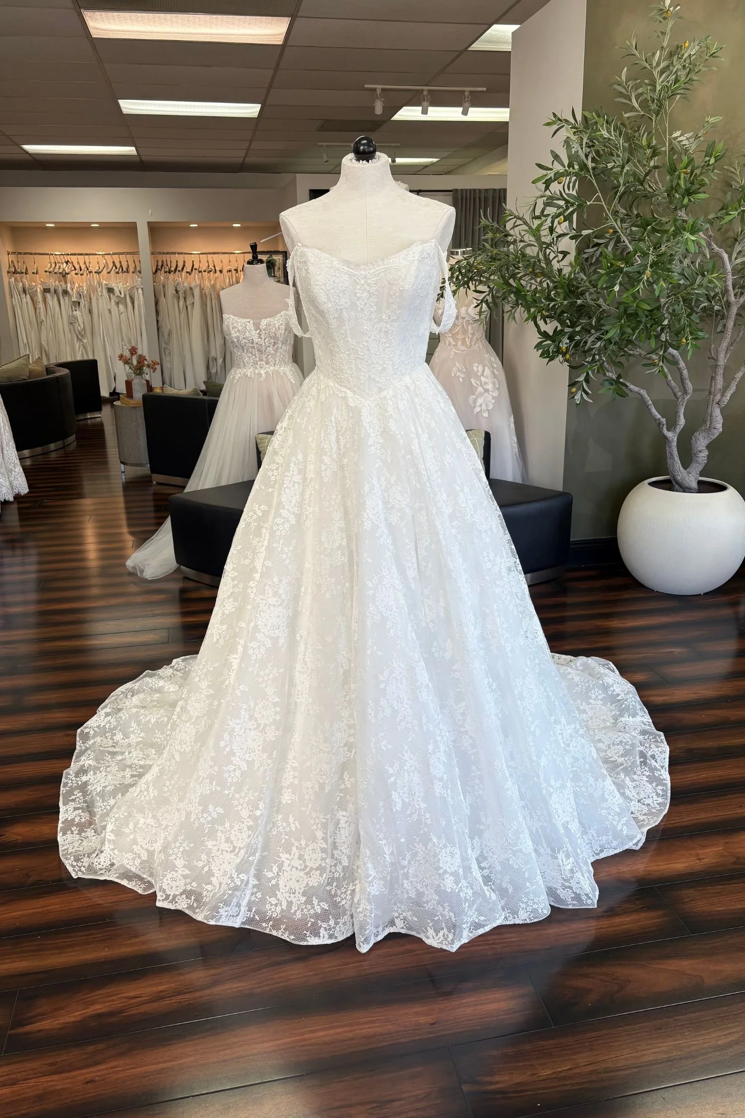 FLORA by Olive and Ivory - Celosia