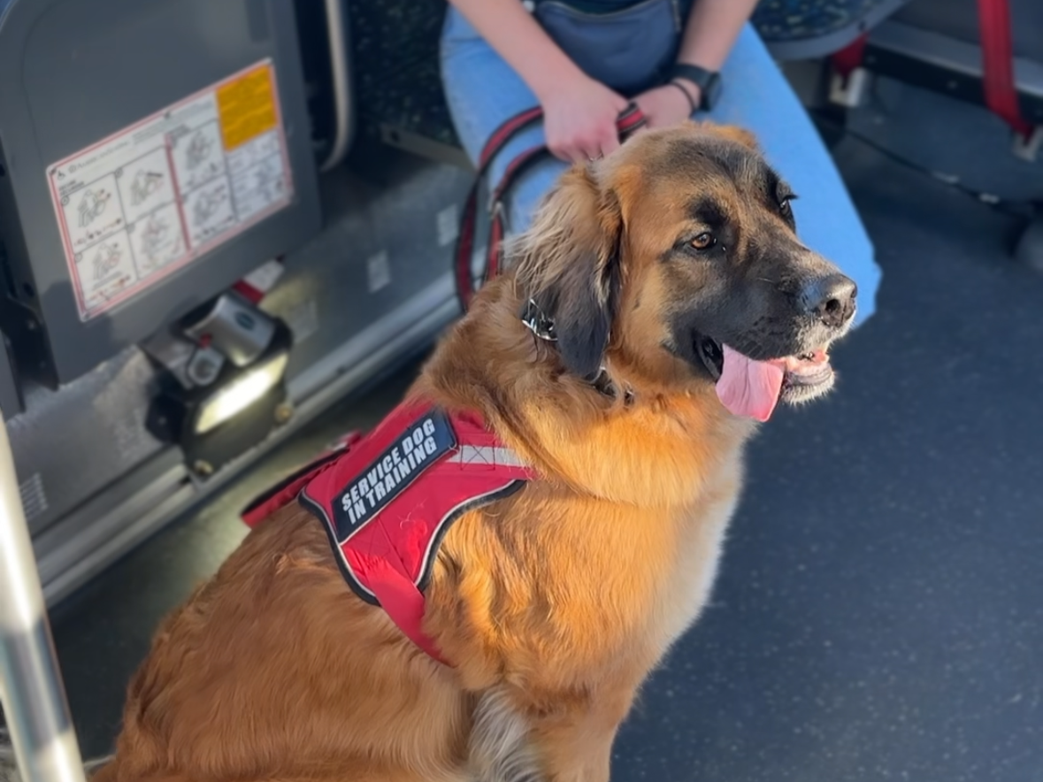 Service Dog & Emotional Support Dog & Canine Good Citizen Training