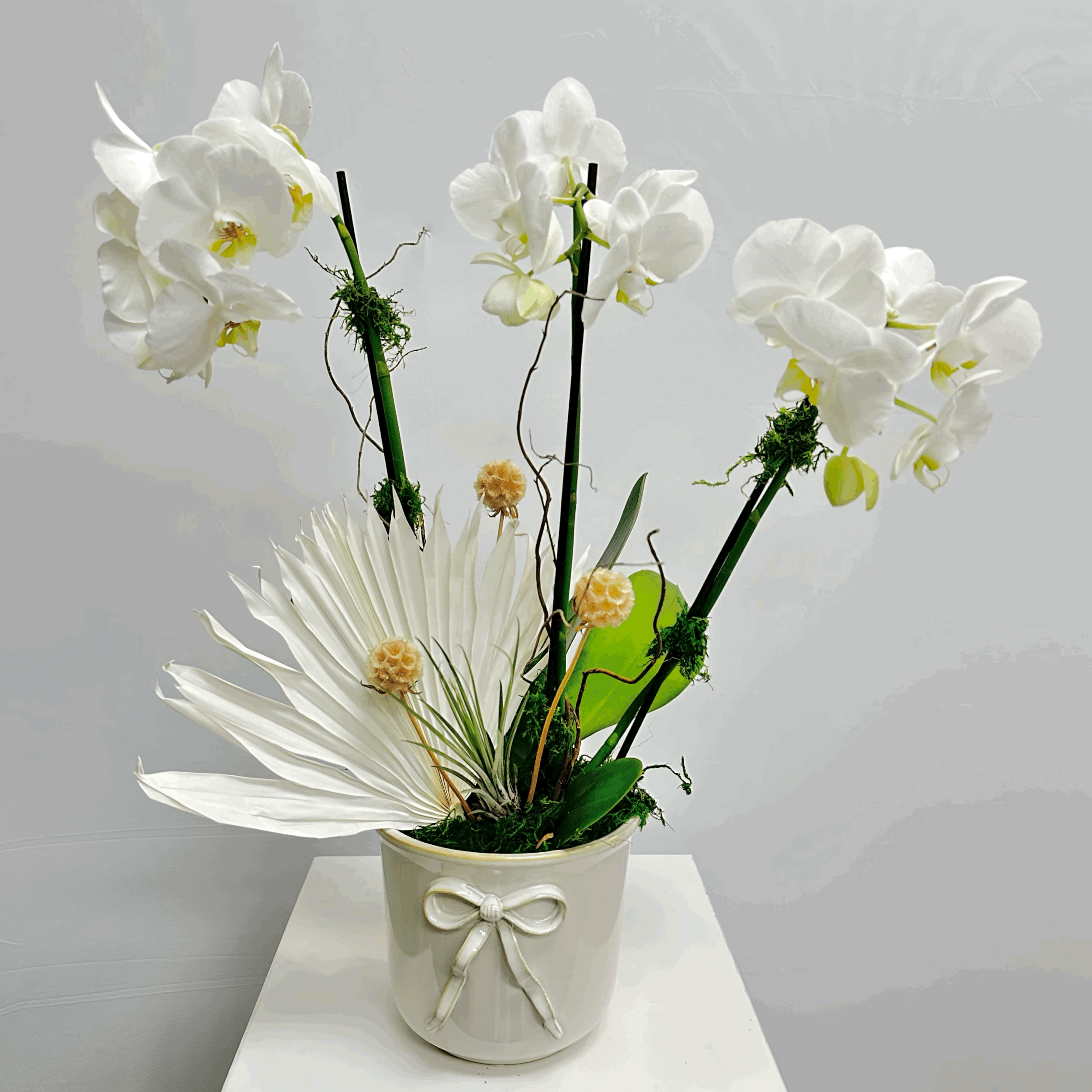 ORCHID IN BOW POT