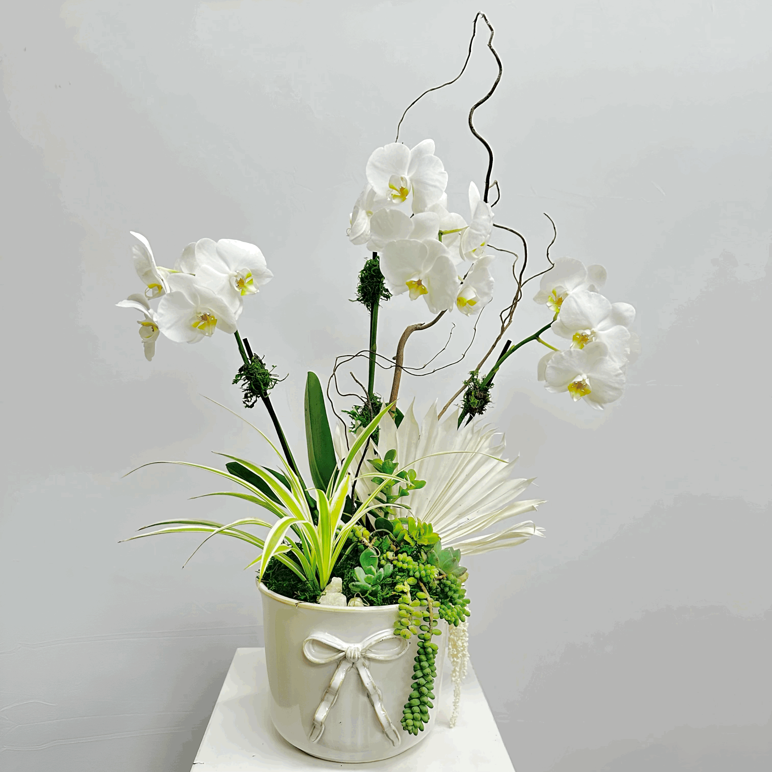 ORCHID WITH SUCCULENTS