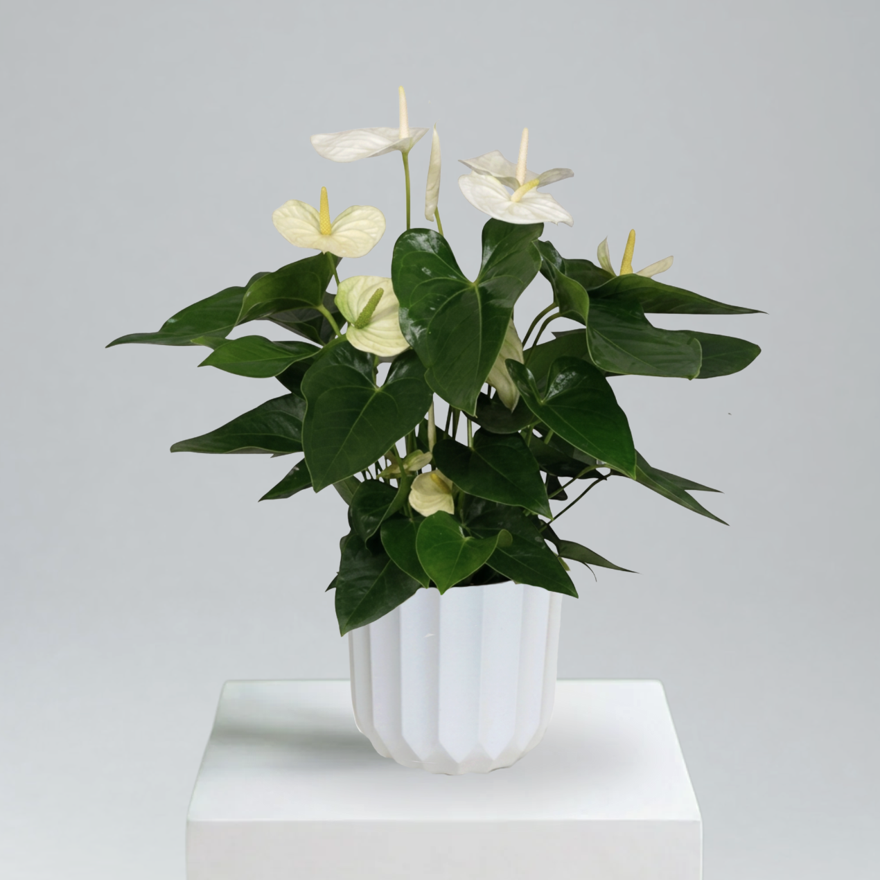 WHITE ANTHIRIUM