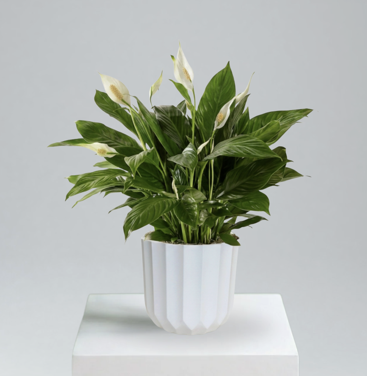 PEACE LILY