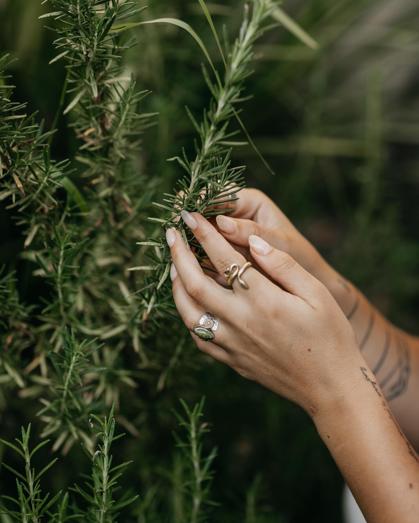 Rosemary is a year round herbal ally 🌿 as the seasons change our affinity for this garden fresh herb remains intact. It&rsquo;s a great one to add to those hearty holiday dishes or to enhance a warming broth with a flavor boost