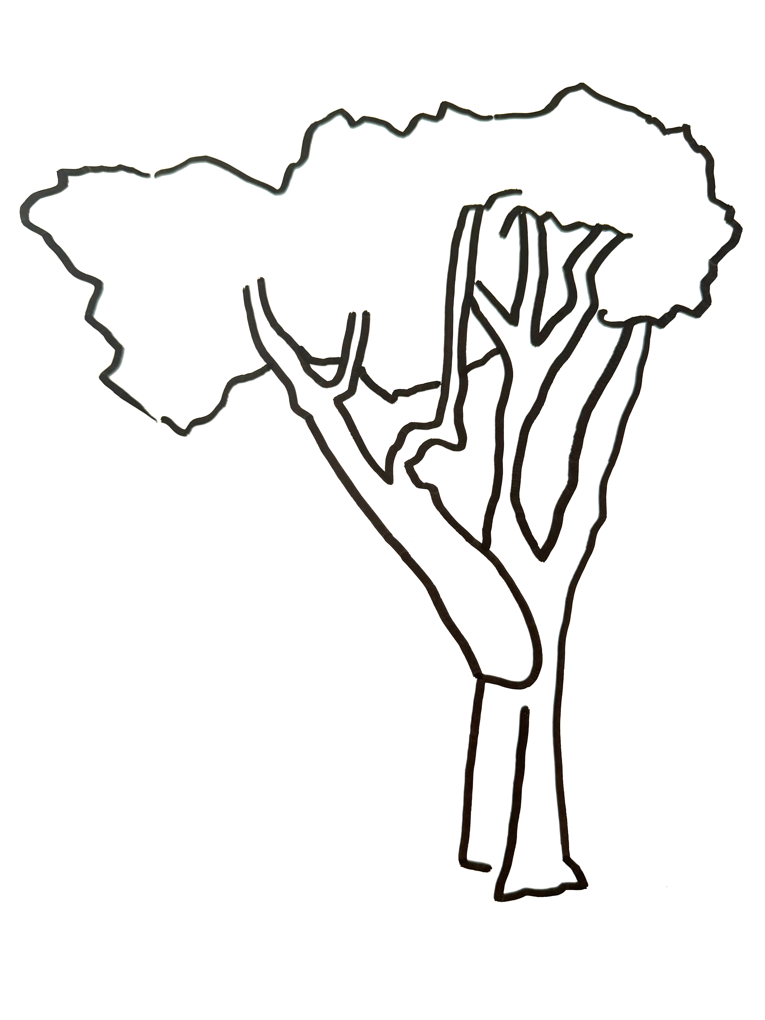 Angharad Neal-Williams_commercial and residential murals, editorial, branding and advertising illustrations