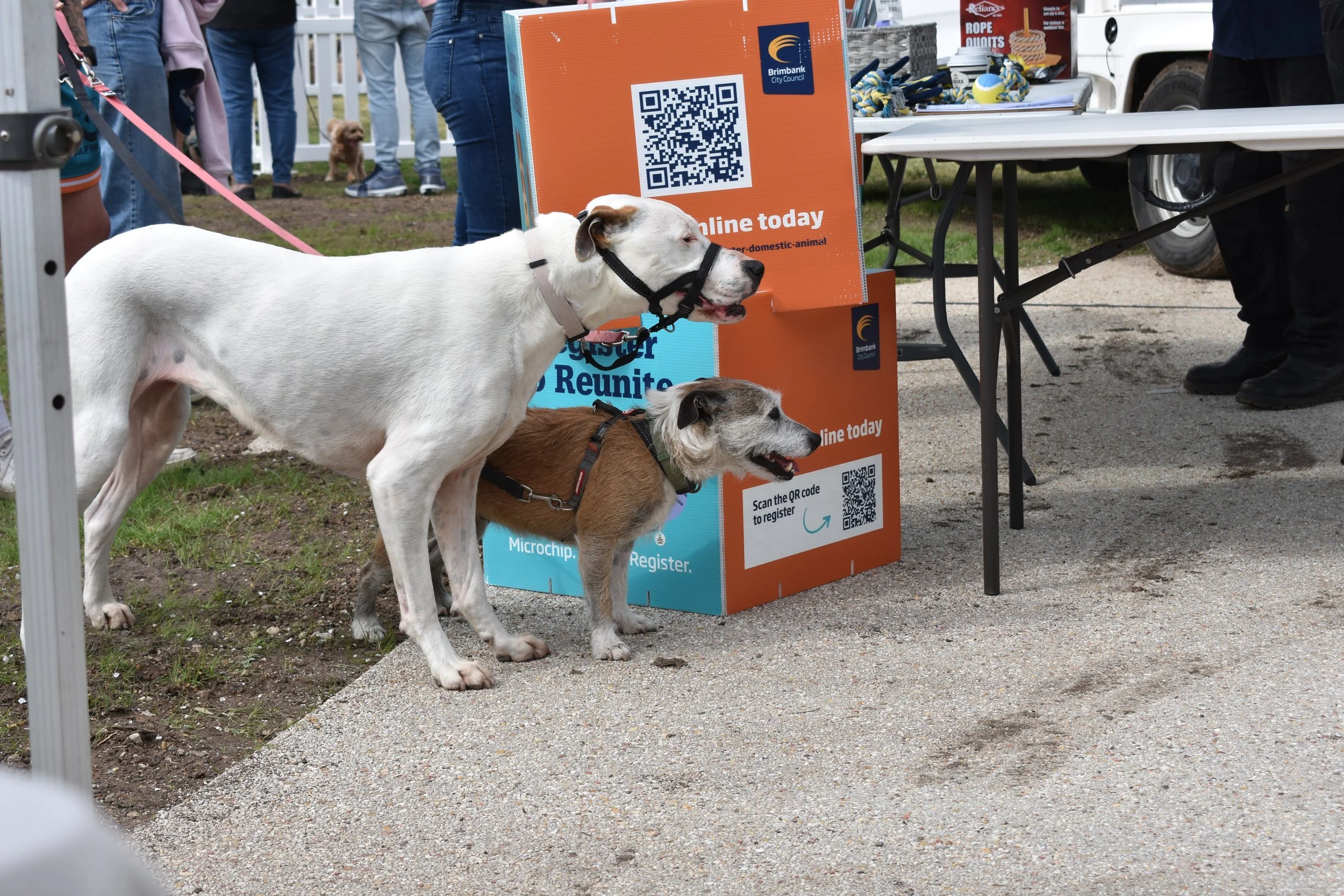 on the spot live drawing, dog drawing illustrations for events & festivals 