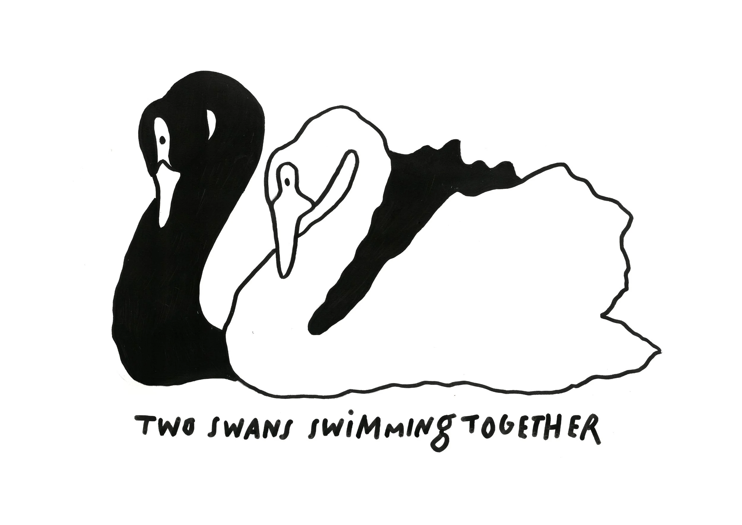 two swans swimming.jpg