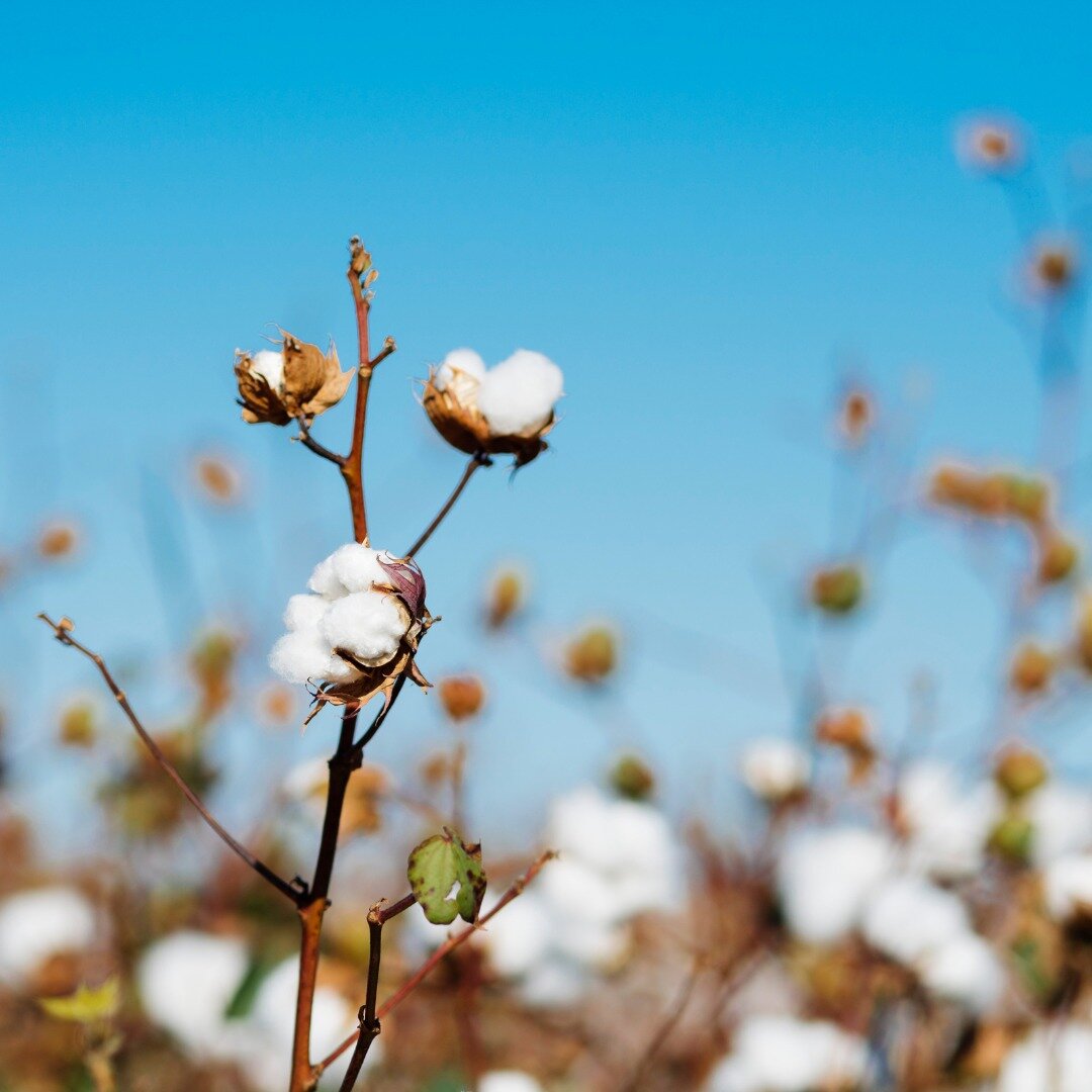 In an average year, Australia&rsquo;s cotton growers produce enough cotton to clothe 𝟓𝟎𝟎 𝐦𝐢𝐥𝐥𝐢𝐨𝐧 𝐩𝐞𝐨𝐩𝐥𝐞. The next time you slip on a pair of cosy cotton socks to keep your feet warm, take a moment to appreciate the hardworking Austral