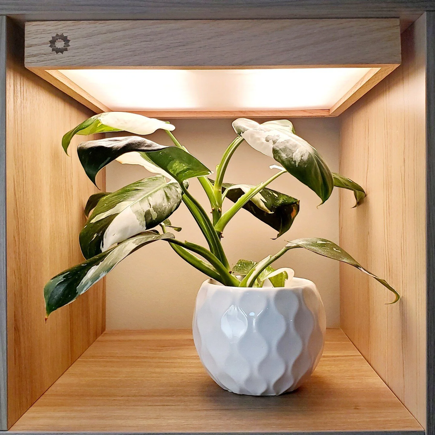 Featured Article: SolarBeam is one of Android World's 4 handy gadgets of tomorrow that you can order now! 

Link in bio 
.
.
.
#growlightgarden #philodendronwhitewizard #aroidplants #kickstartercampaign #ikeagreenhousecabinets #ikeahacks #kallaxhack 