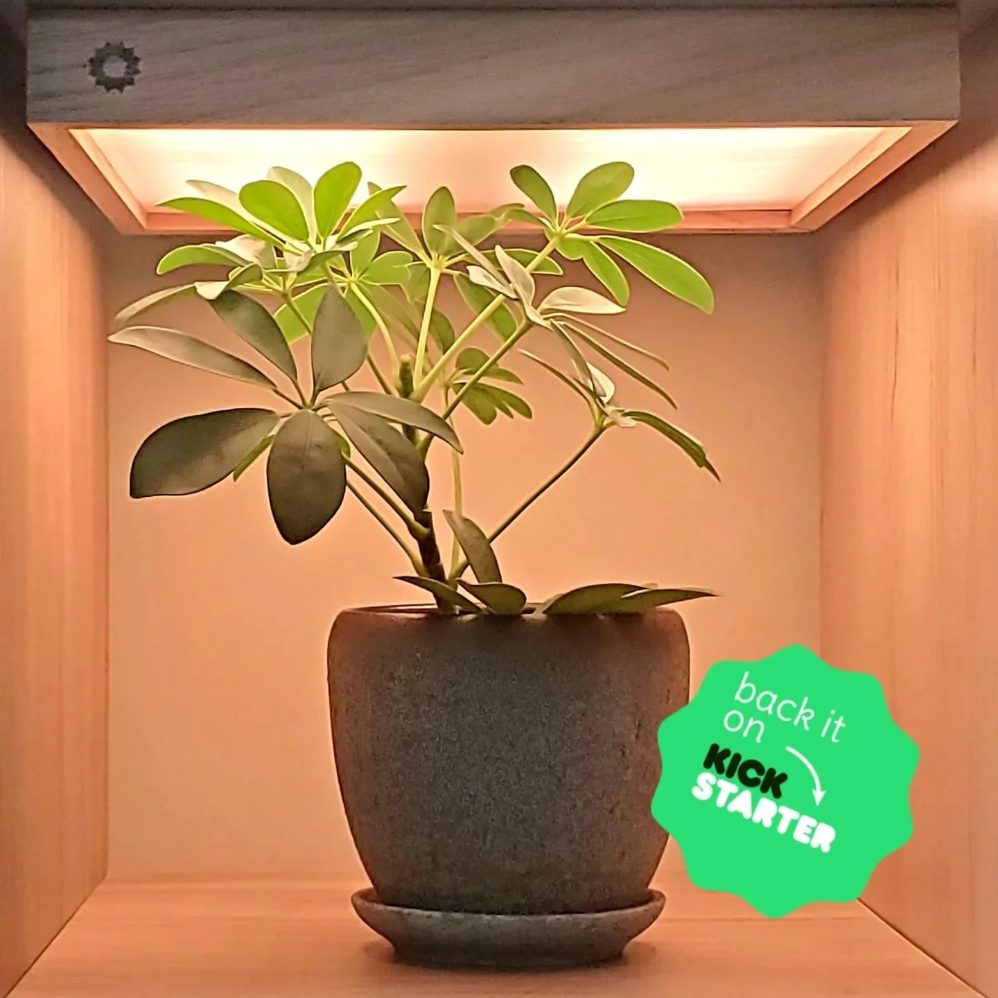 Only 8 days left to order your SolarBeam grow light from BloomWise! Don't miss out. Available now on Kickstarter. Link in Bio
.
.
.
#dwarfumbrellatree #umbrellatree #bonsailife #bookshelflove #bonsaitree #terrariumart #terrariumdesign #growlight #gro