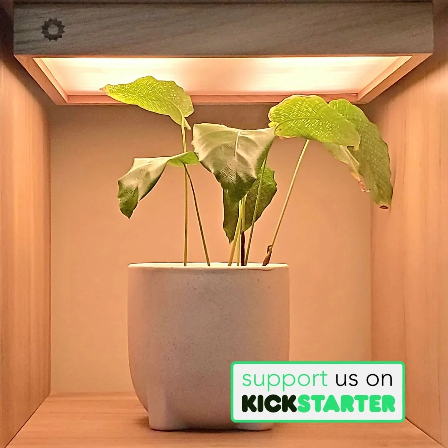 Illuminate your indoor plants with the new SolarBeam oak grow light from SolarBeam. Only 5 days left to get yours on Kickstarter! 

Link in bio
.
.
.
.
#kickstarterproject #kickstarternews #kickstarterbacker #plantfacts #plantsagram #plantdecoration 