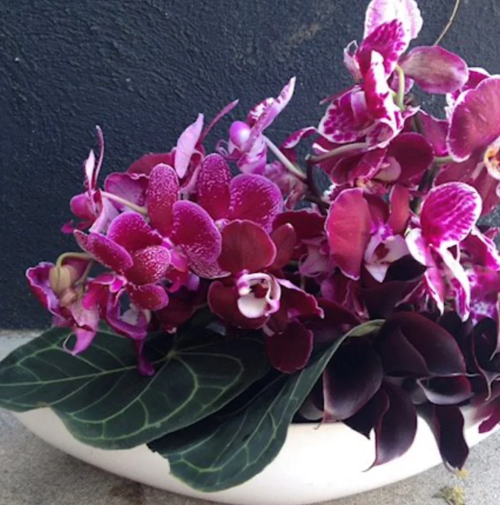 Orchid Arrangement delivered in Los Angeles - THE DOVE