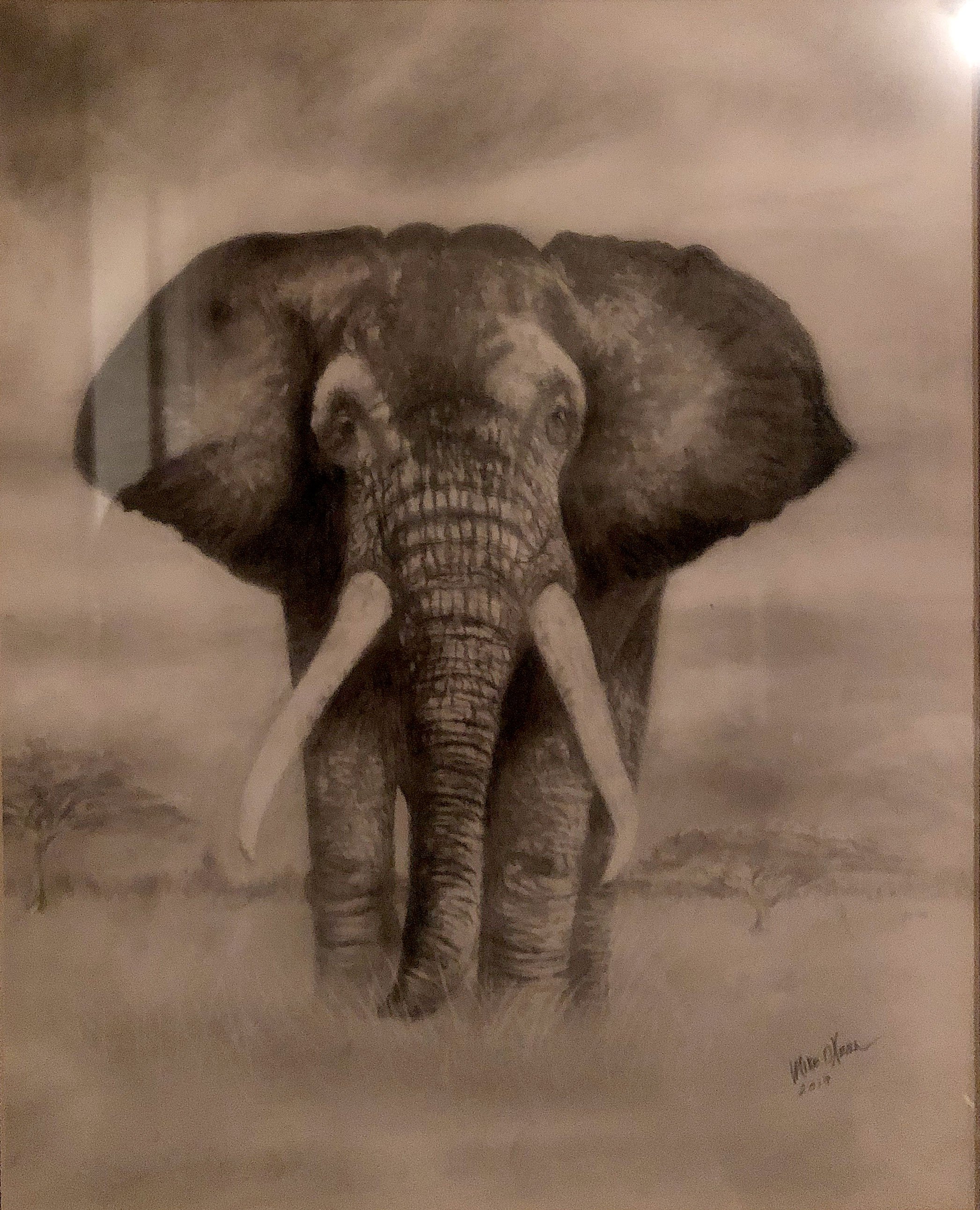 a_Elephant_B_2584.jpg