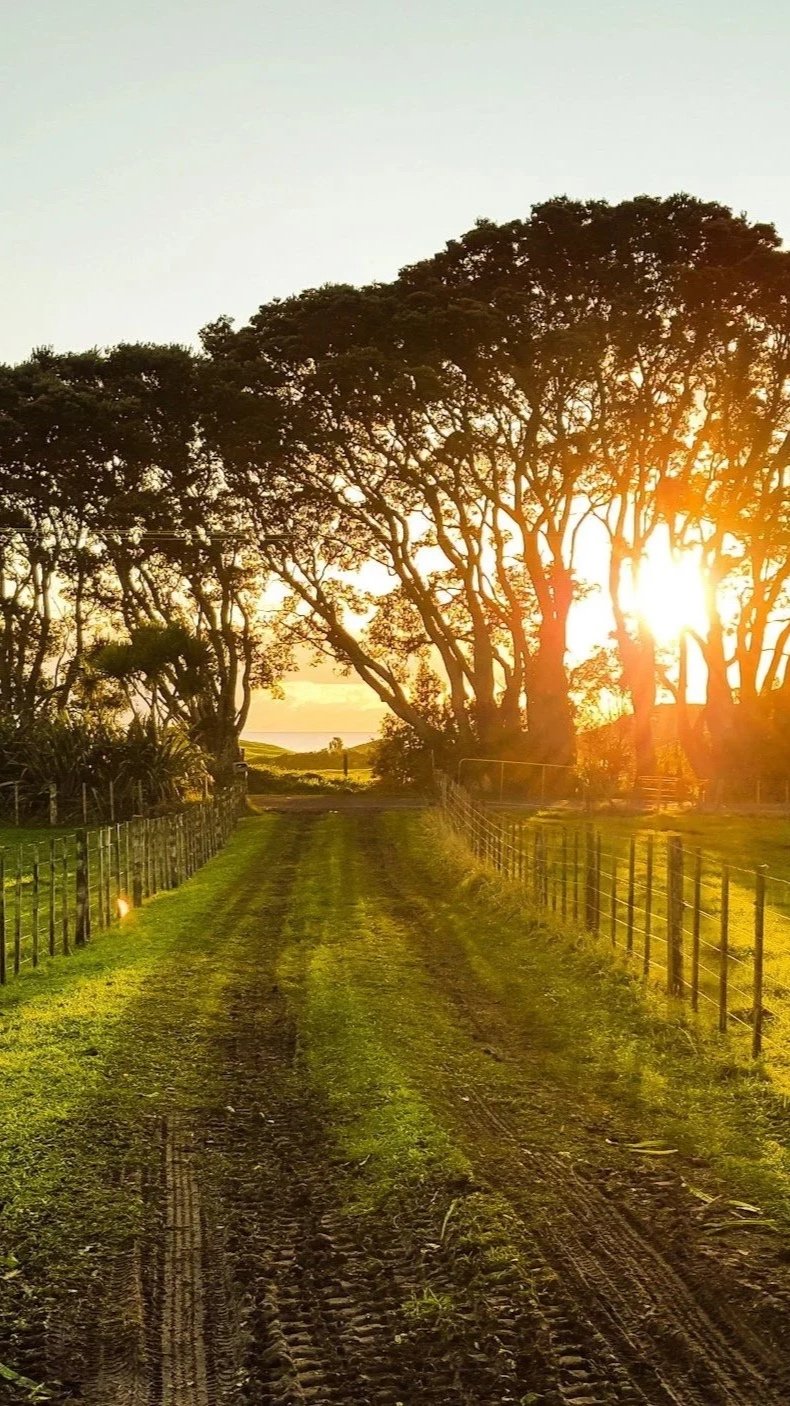A dirt country road at sunset, flanked by fenced grassy fields, with large trees on the right and a clear sky in the background.