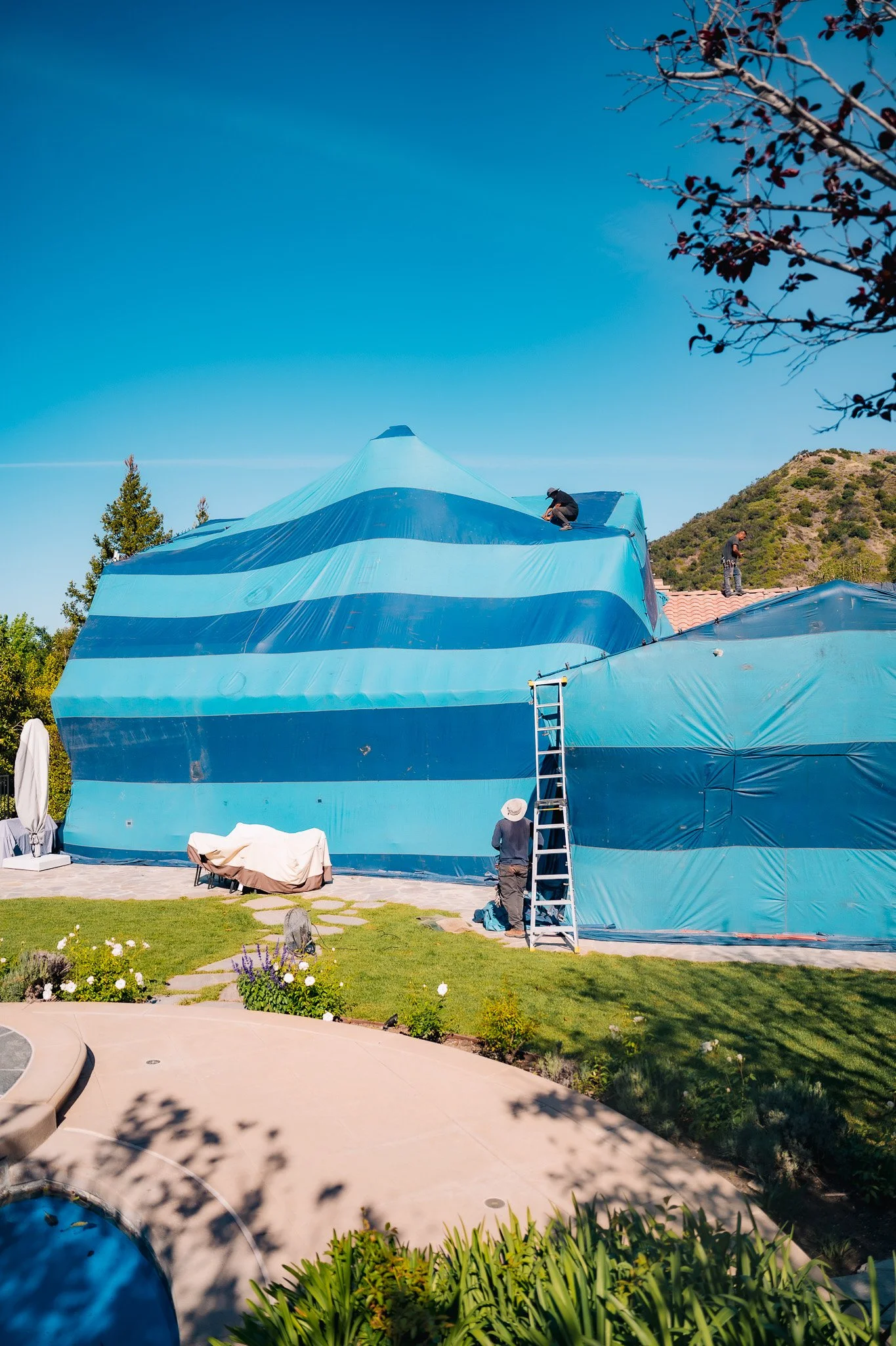 House fully tented for termite fumigation treatment in Ventura County California to eliminate drywood termites