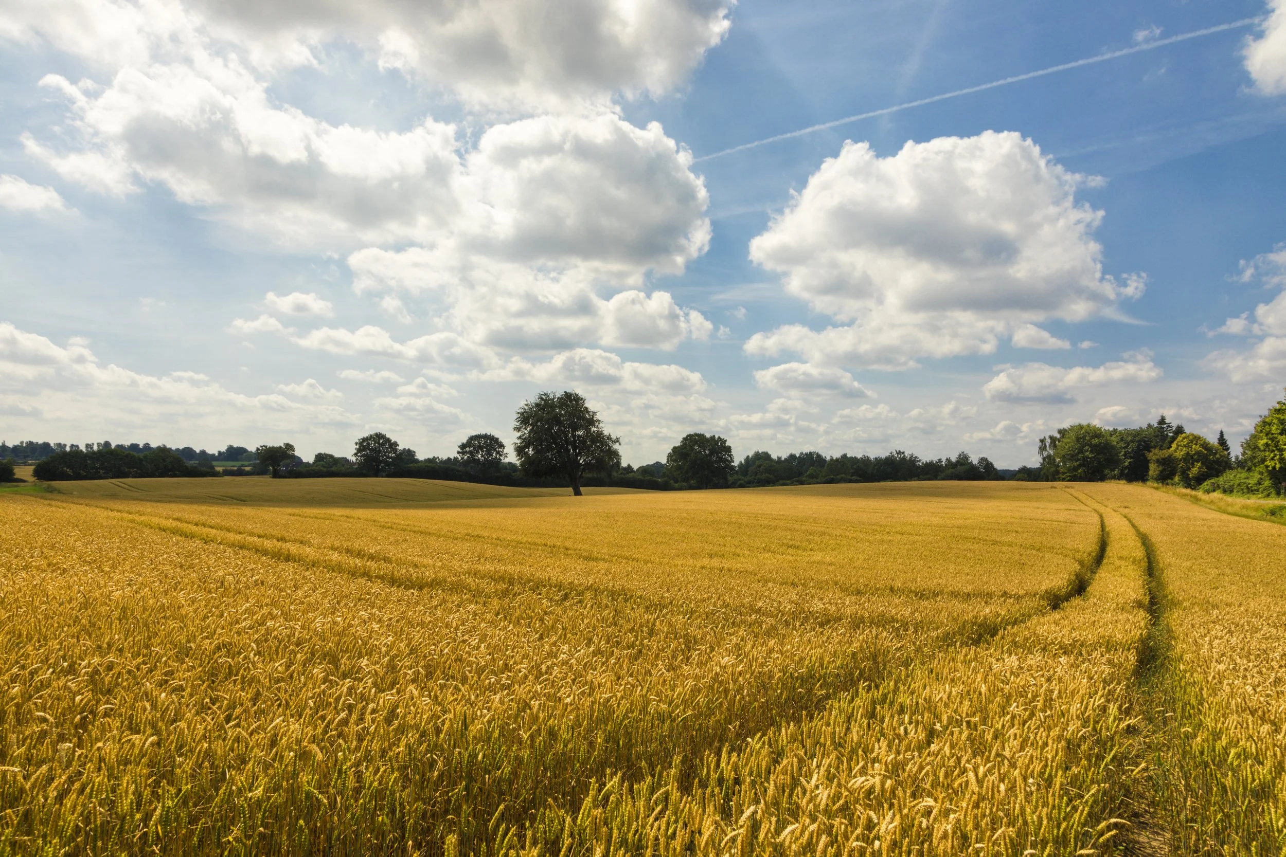 iStock-2217820288.jpg