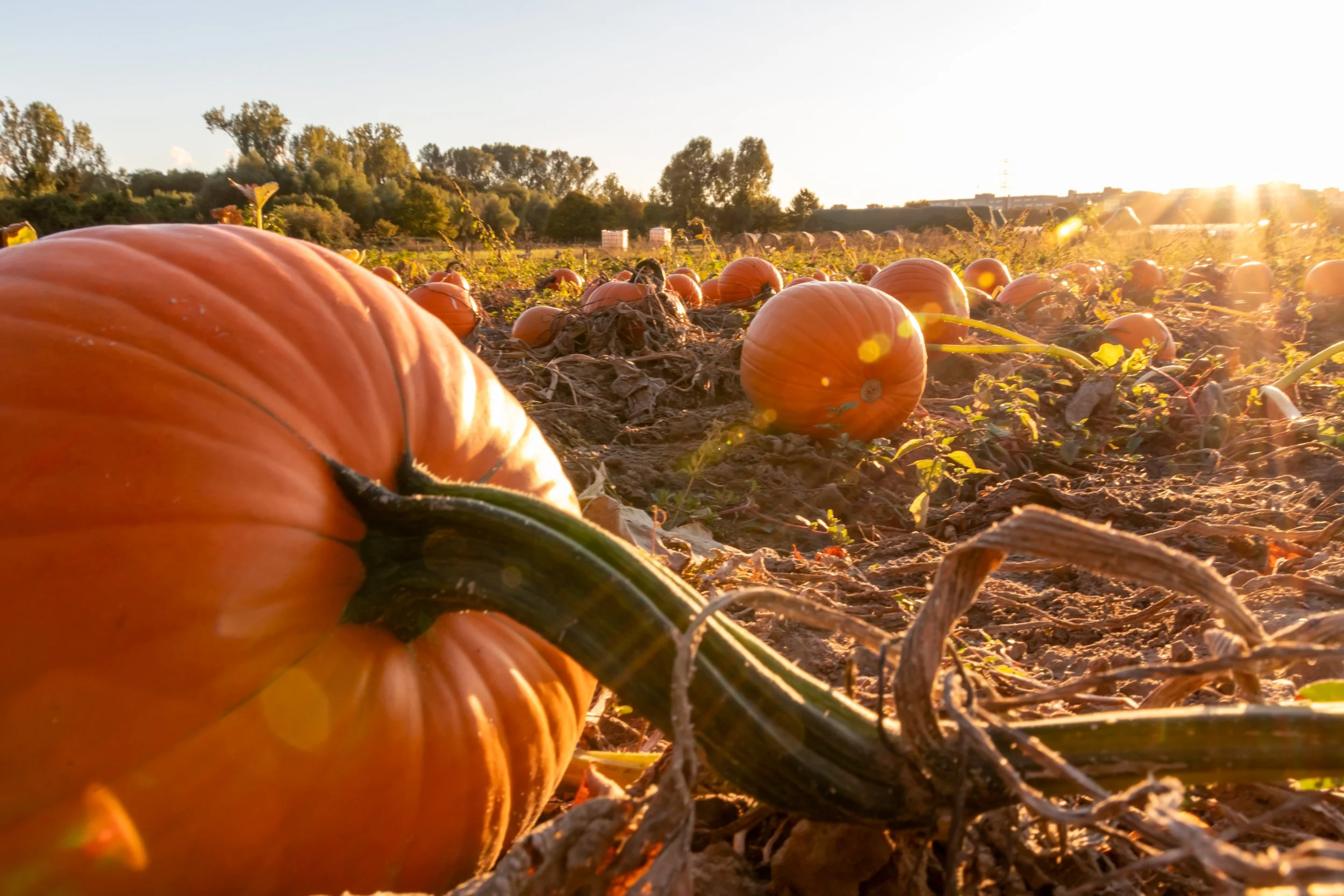 iStock-2177898601.jpg