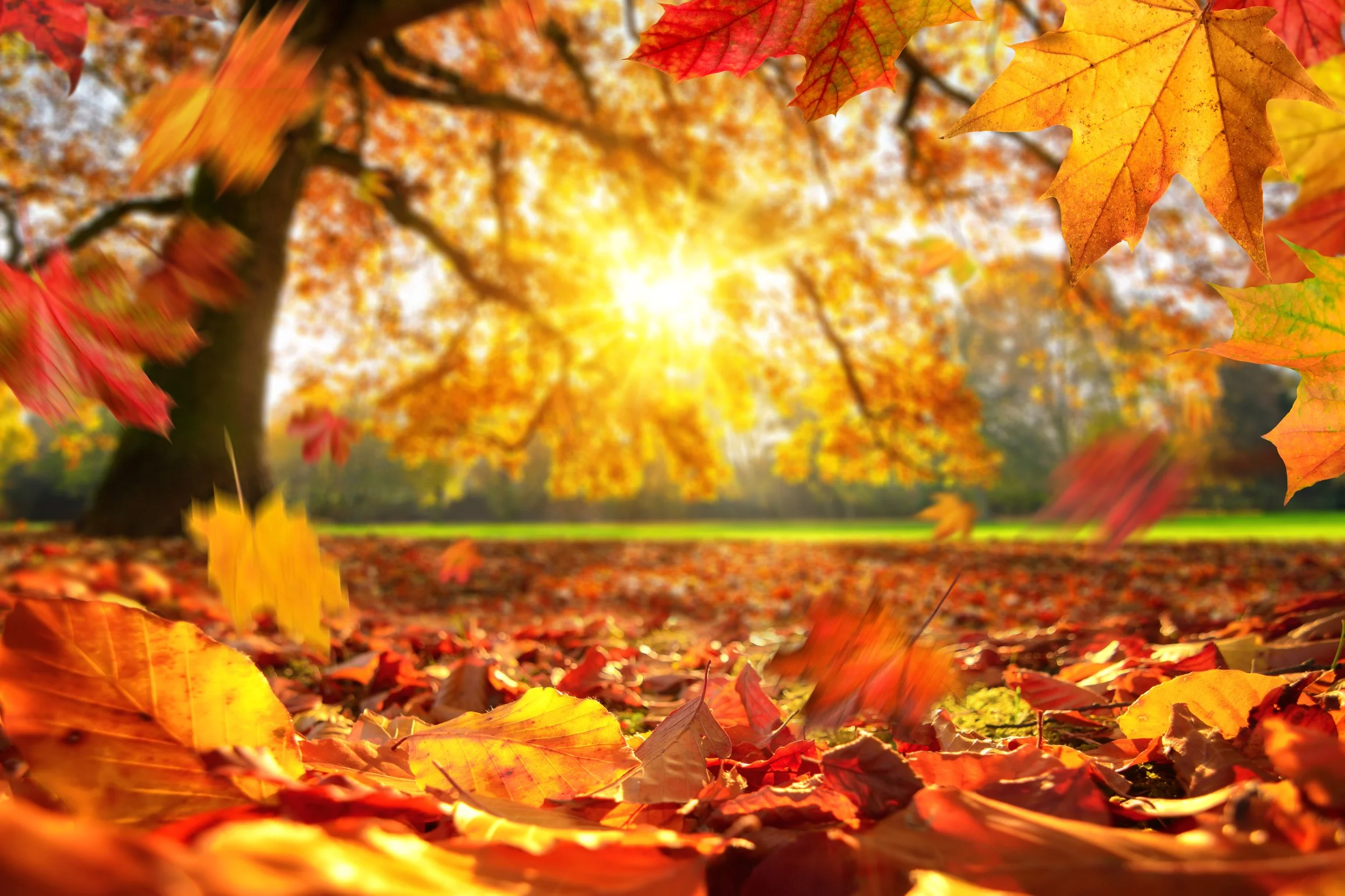 iStock-1278765757.jpg