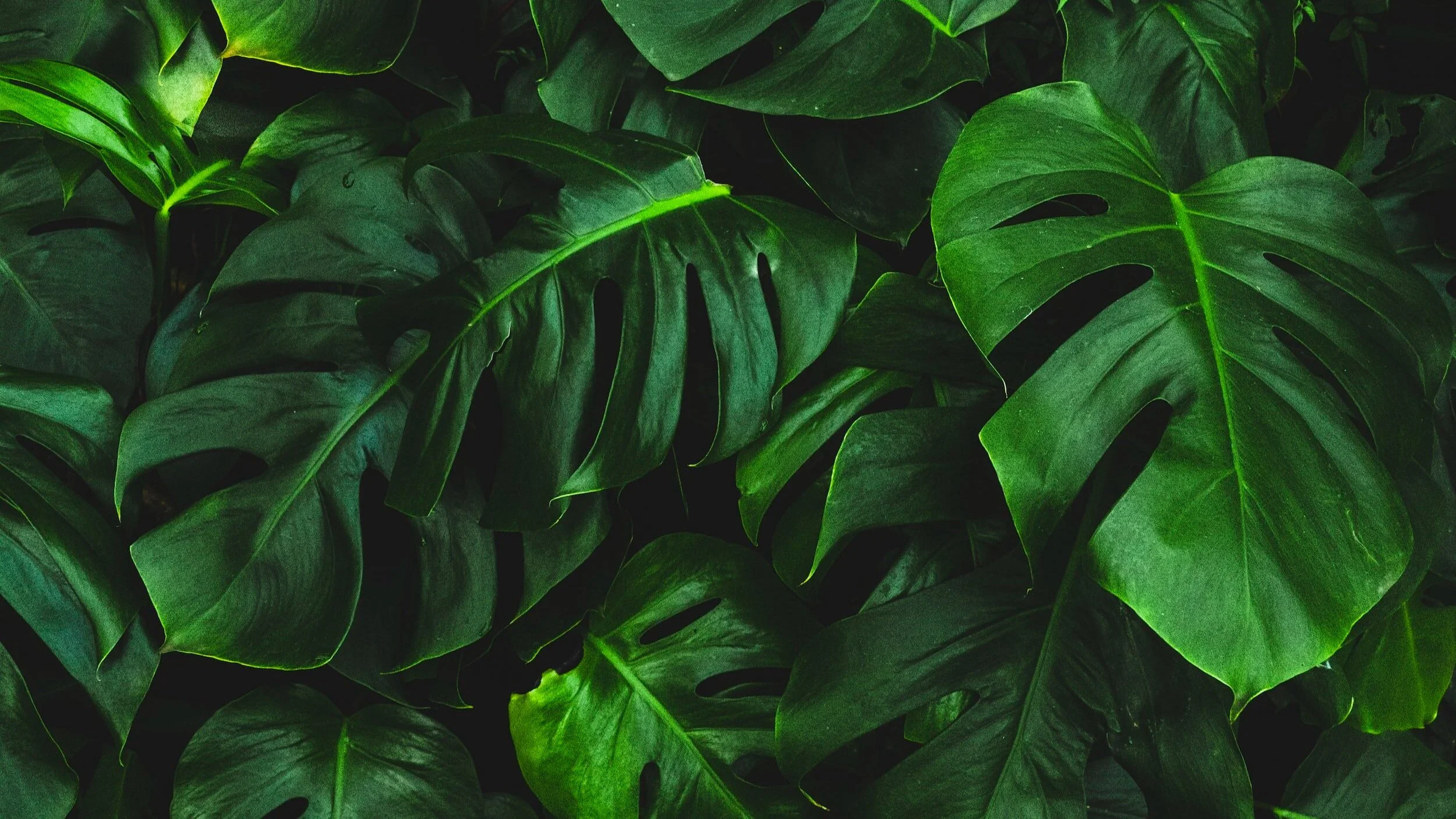 Gröna monstera blad.