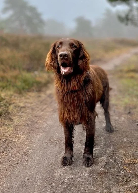 Een bruine hondenras die op een modderige pad staat, met een bosachtig landschap op de achtergrond.