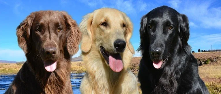 Drie honden dicht bij elkaar met een landschap en blauwe lucht op de achtergrond.