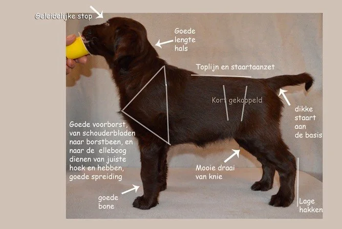 Diagram van een jonge teckel met labels die de anatomische kenmerken aangeven, zoals goede hals, geleidelijke stop, goede voorborst, korte gekoppeld rug, mooie draai van knie, lage hakken, dikke staart aan de basis, en lange hals.
