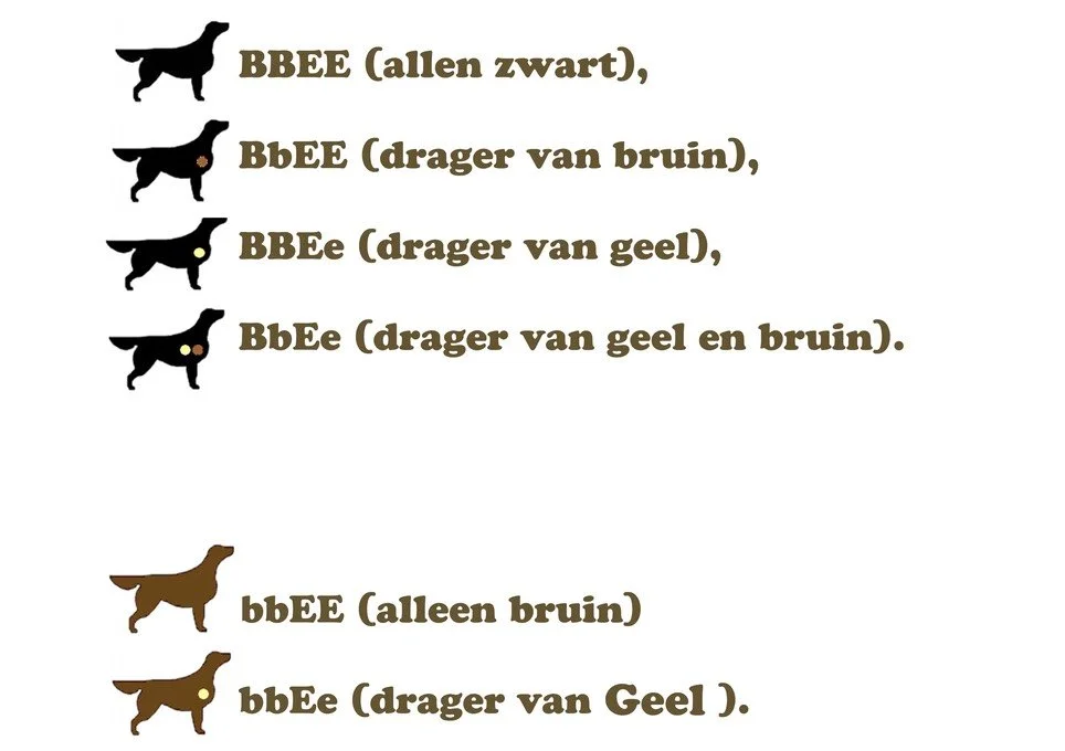 Illustratie van verschillende honden en bijen met beschrijvingen van hun kleuren en vachtpatronen in het Nederlands.
