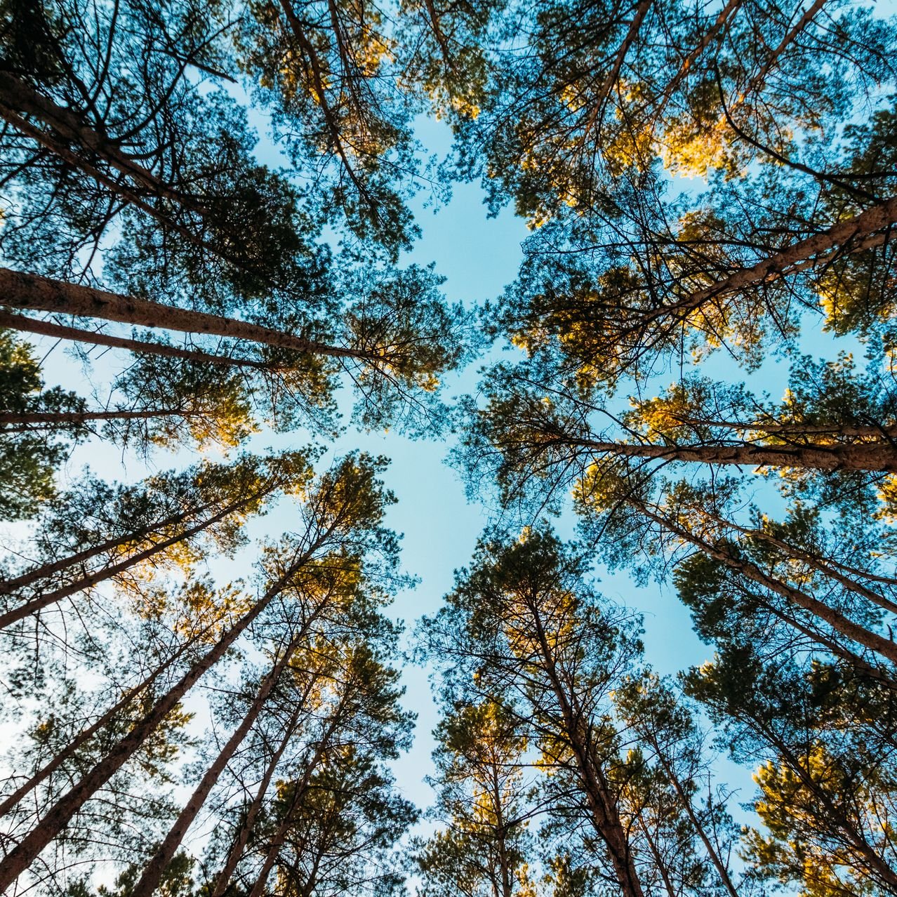 Nature Heals, Inspires, Soothes & Propels