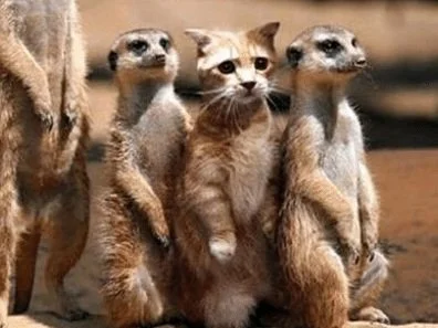 The key to profound learning