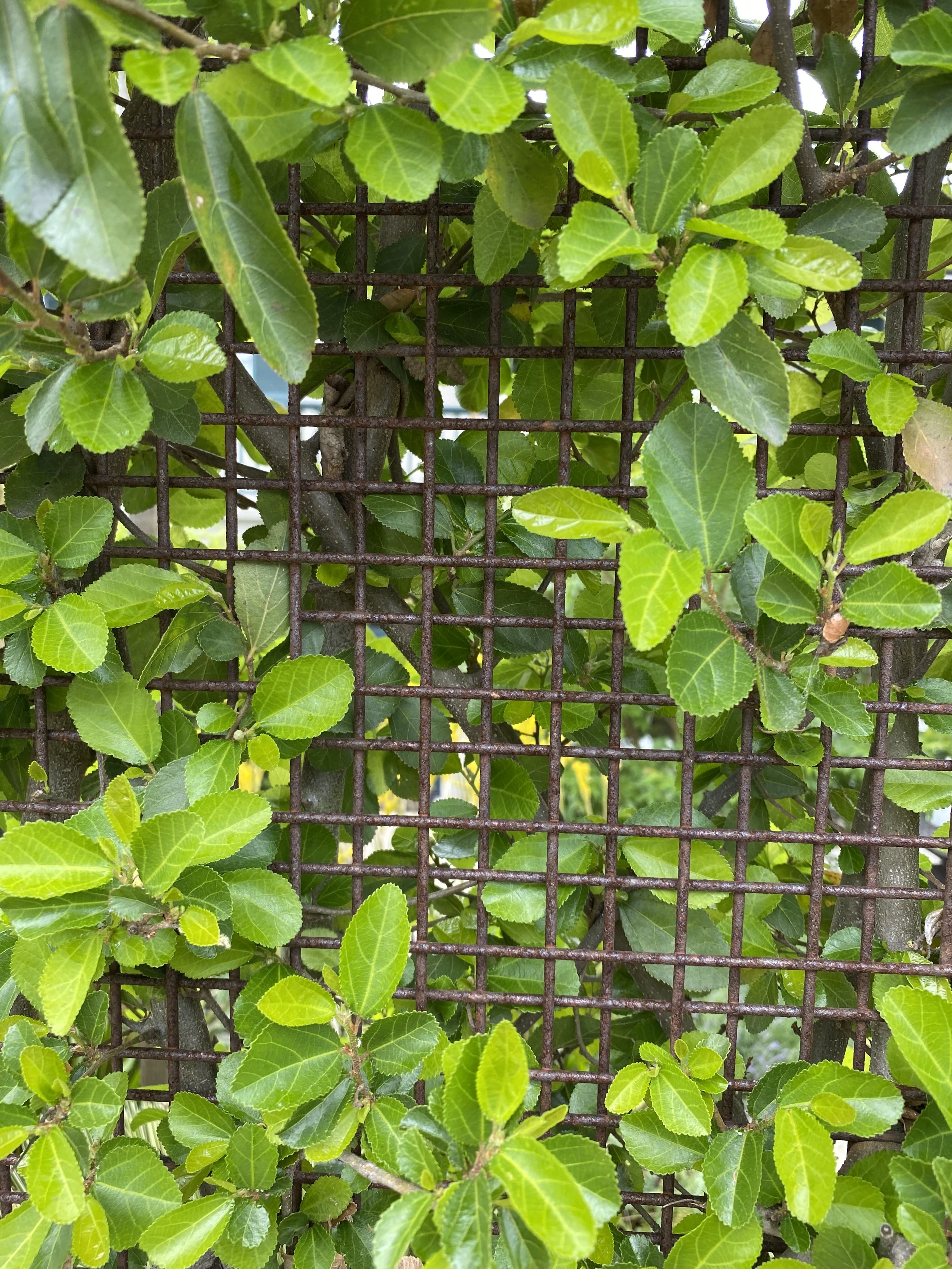 IMG_7244.jpeg
