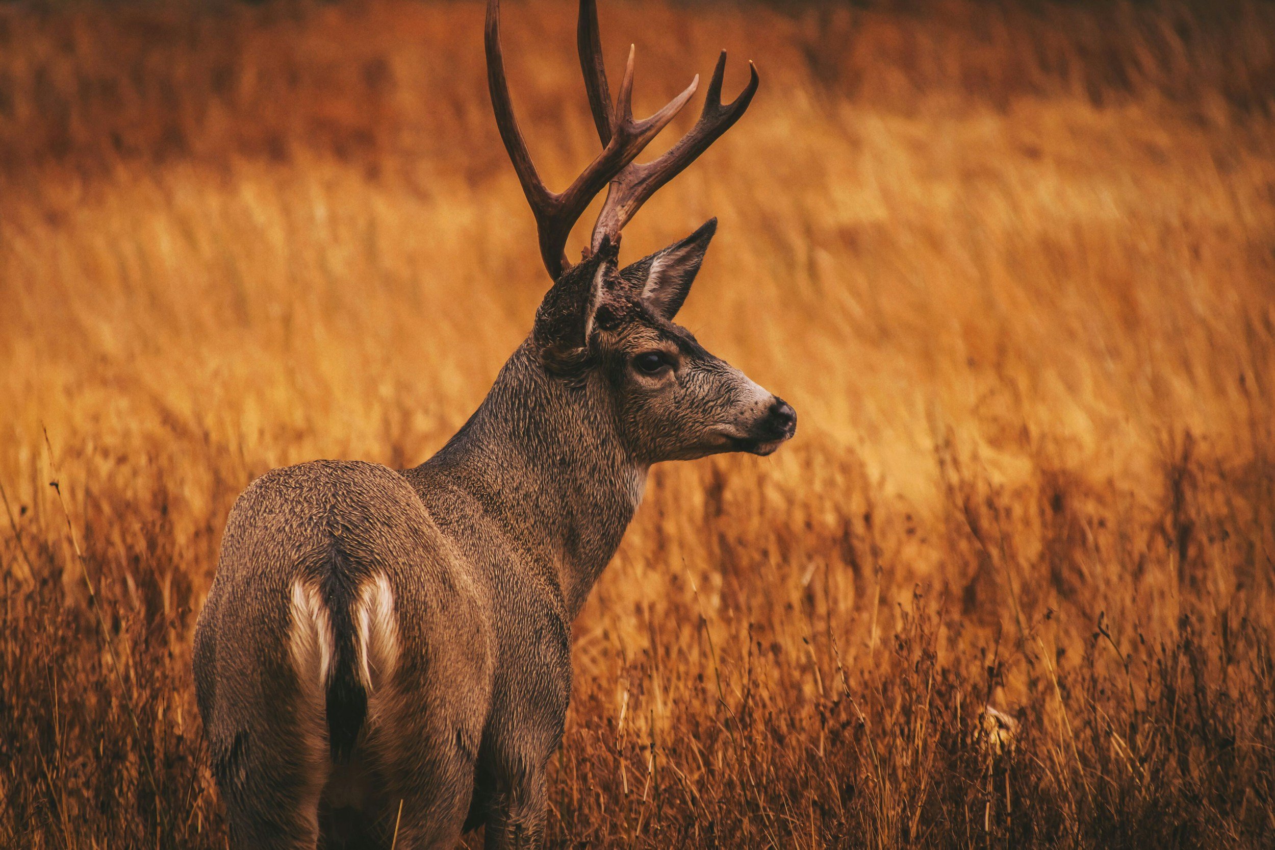 Staying Safe in the Field: A Public Health Perspective on Hunter and Firearm Safety