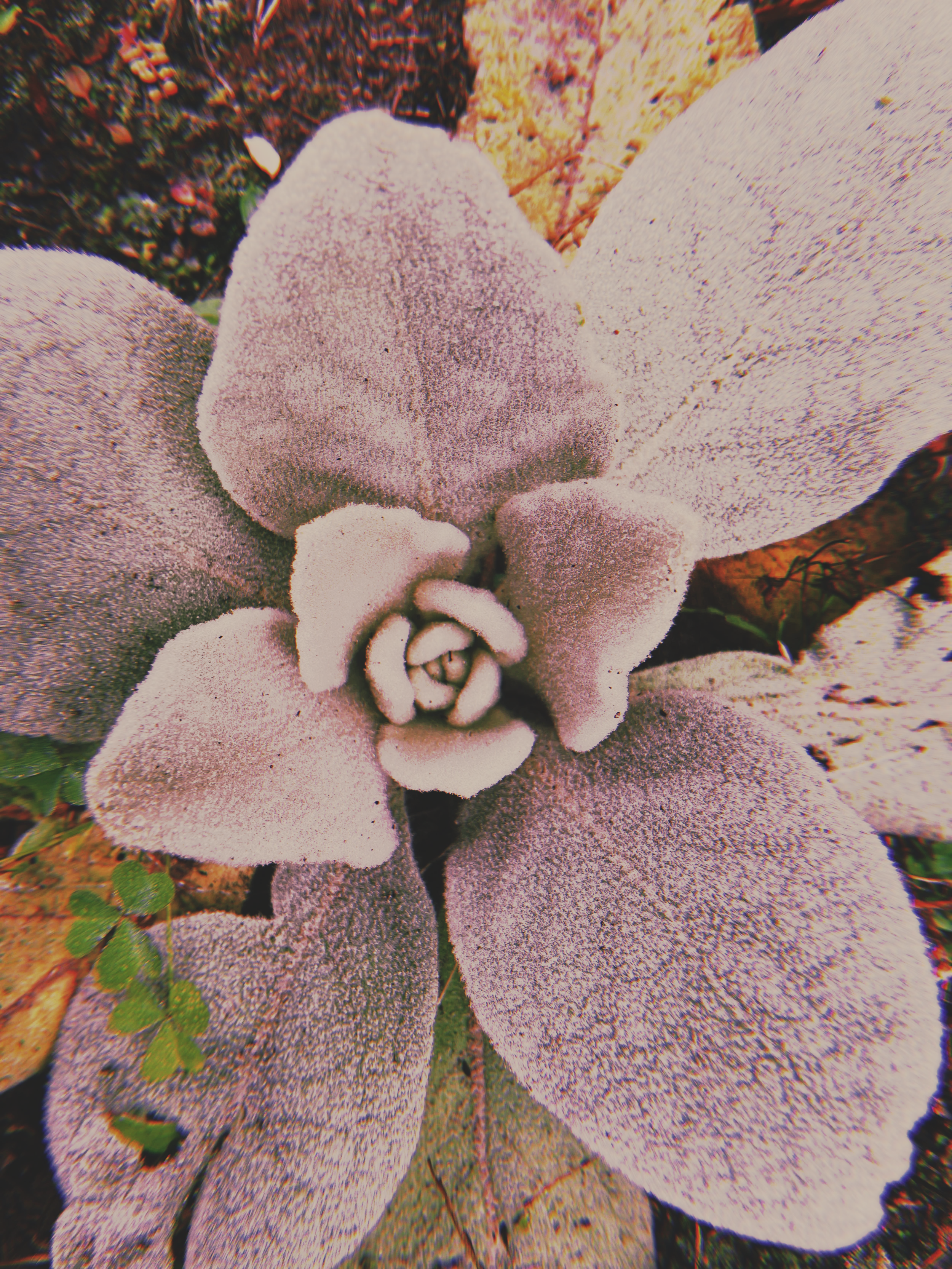 Mullein Leaf ~ Dried Herb