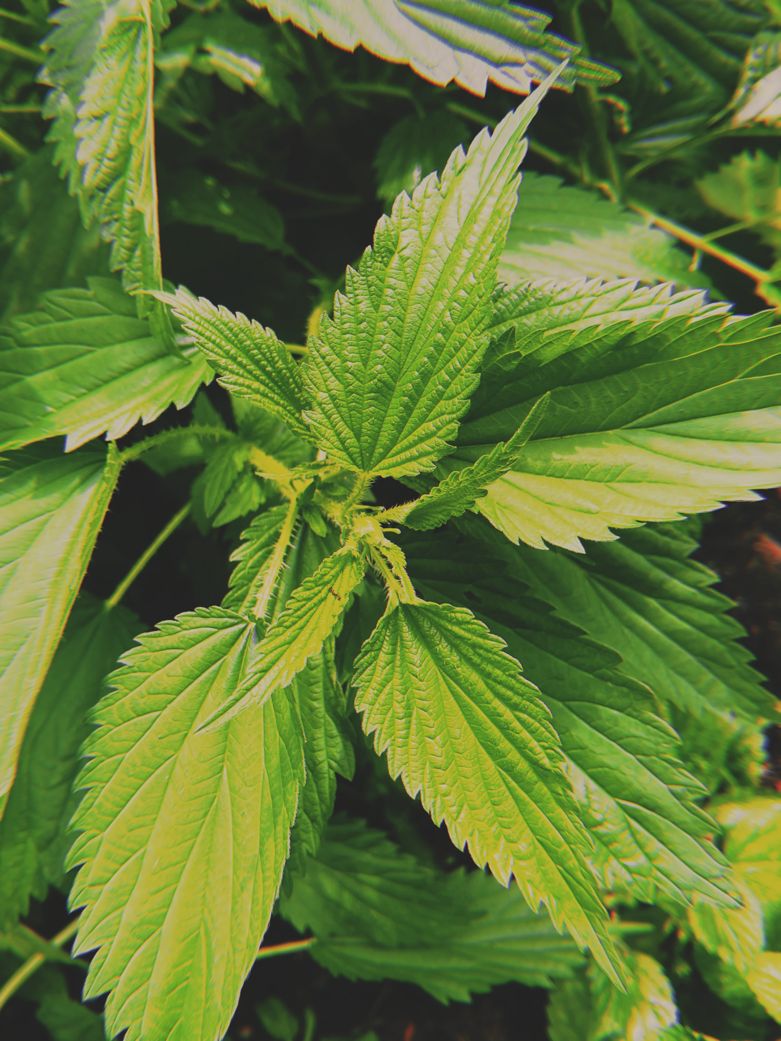 Nettle Leaf ~ Dried Herb