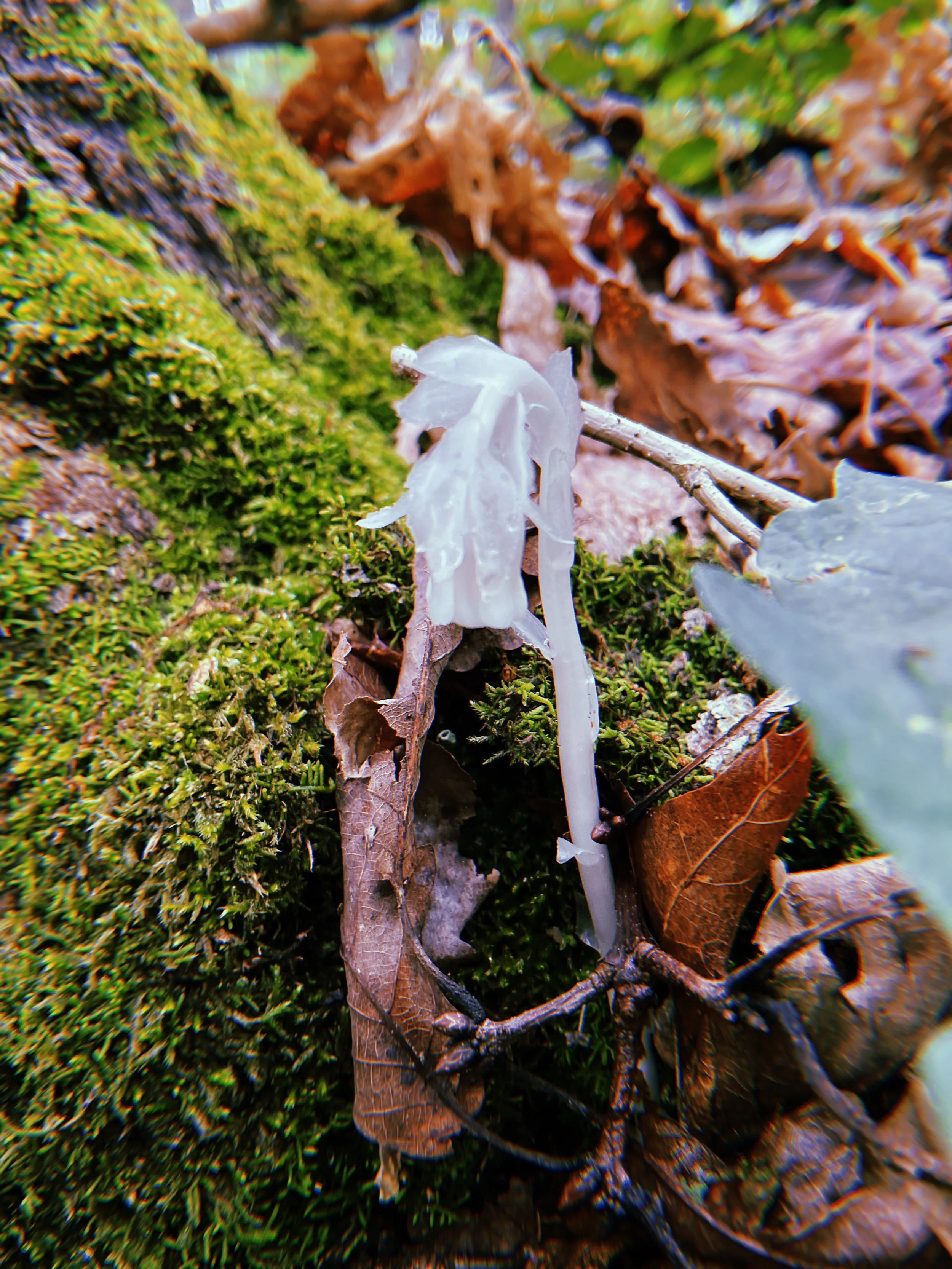 2021-07-12 16:46:29.569.jpeg