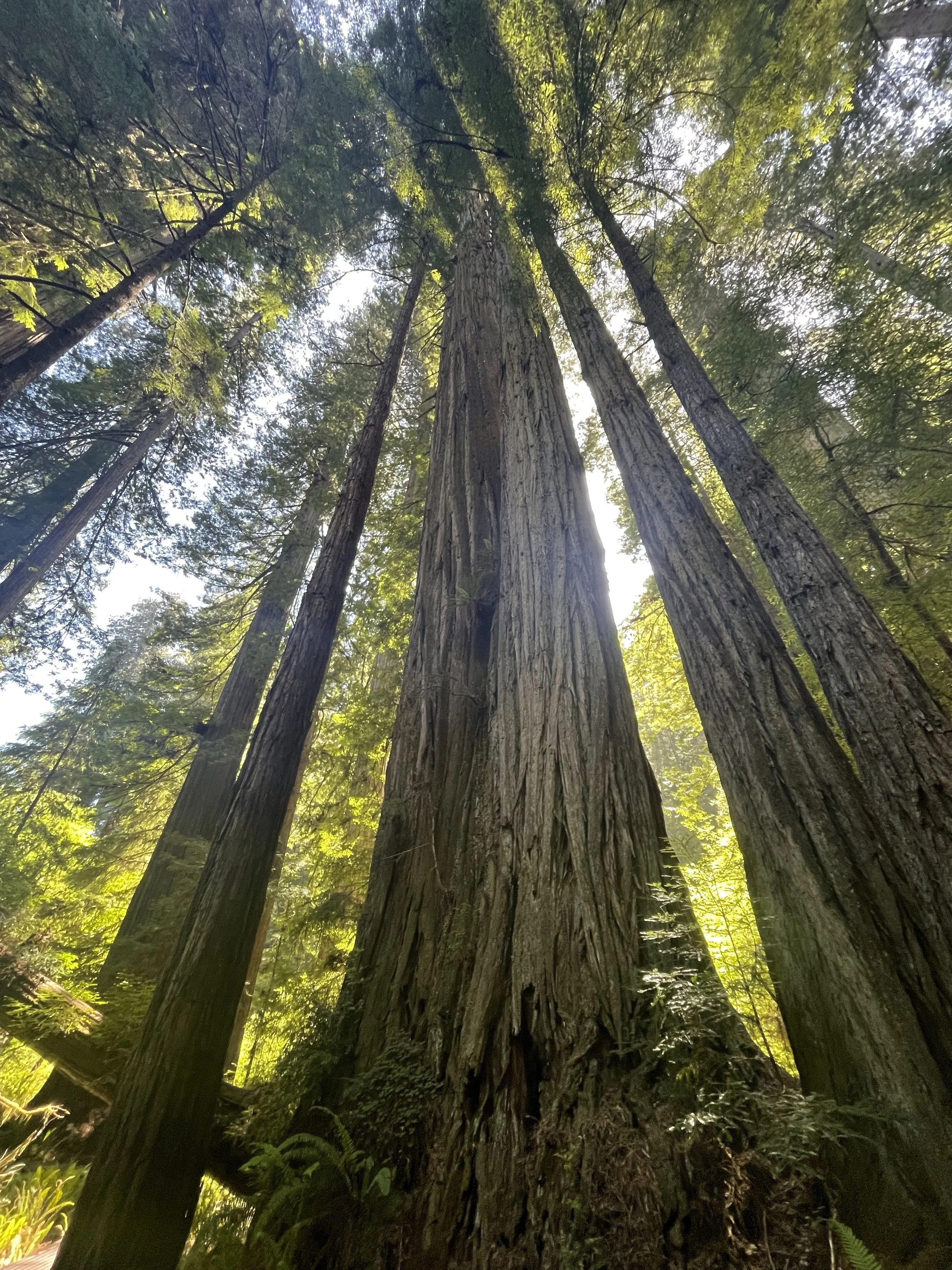 Voices of All Our Relations: Separation’s Grief