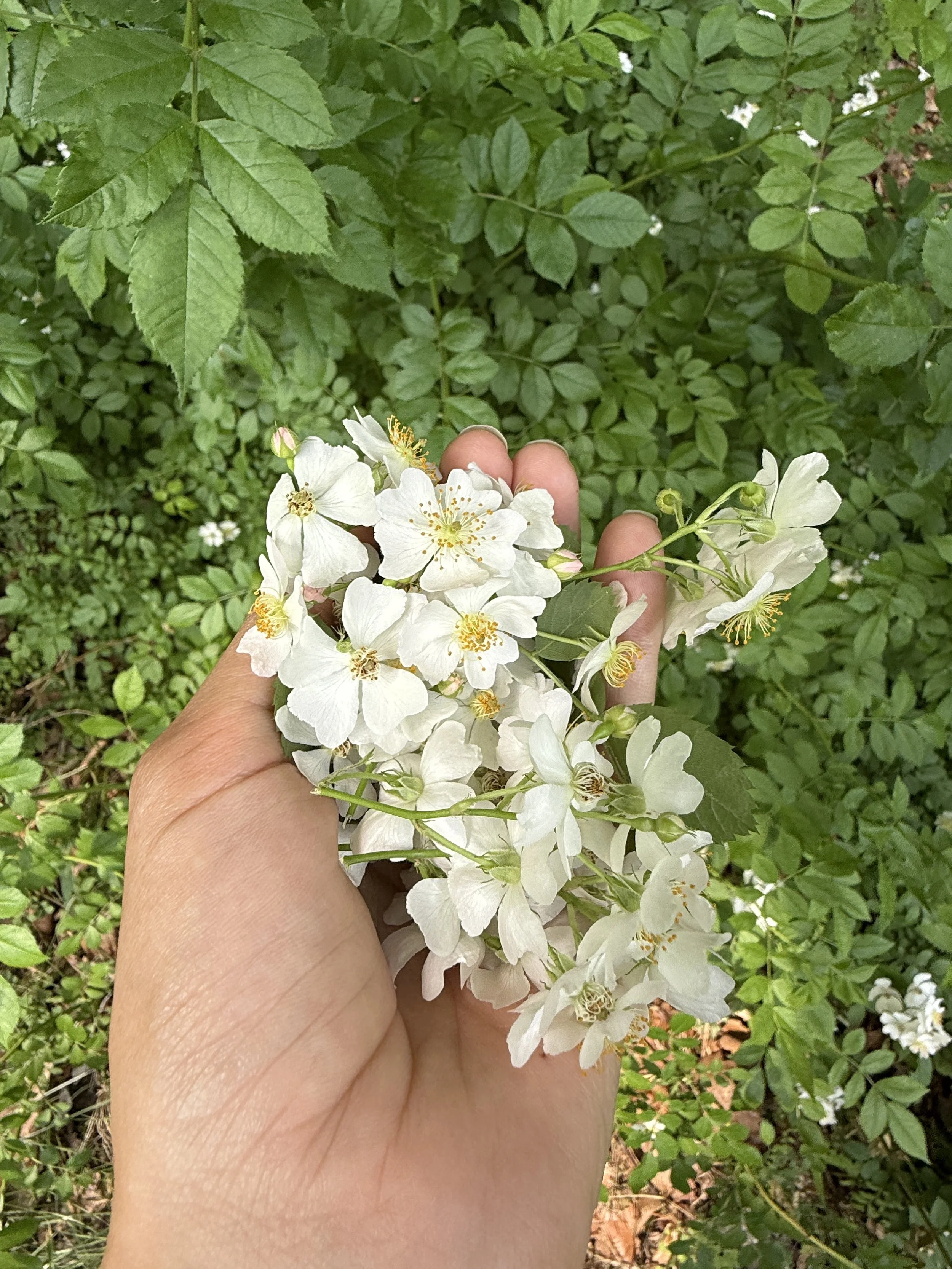 IMG_9604.jpeg