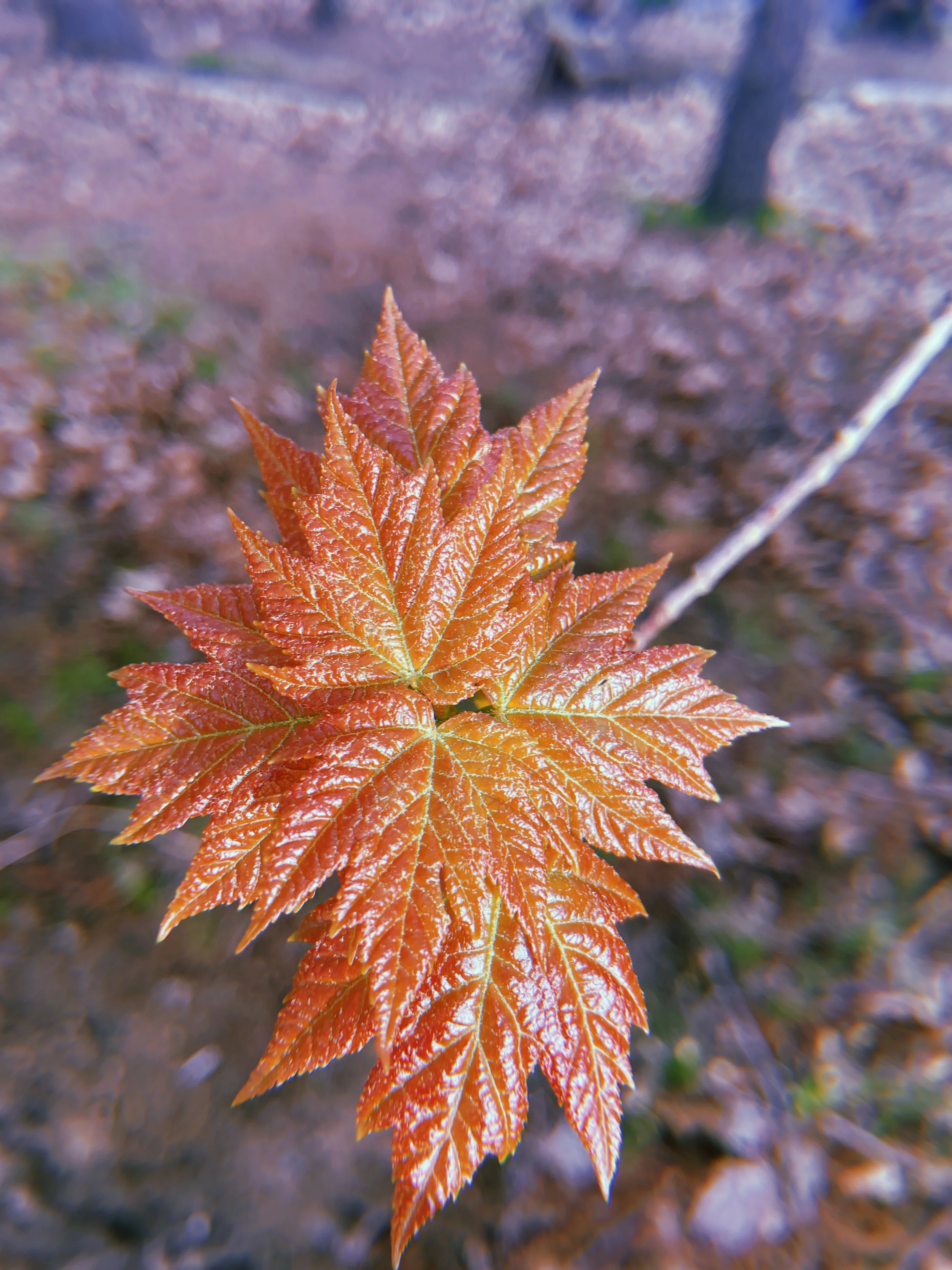 2024-04-23 18:07:26.894.jpeg