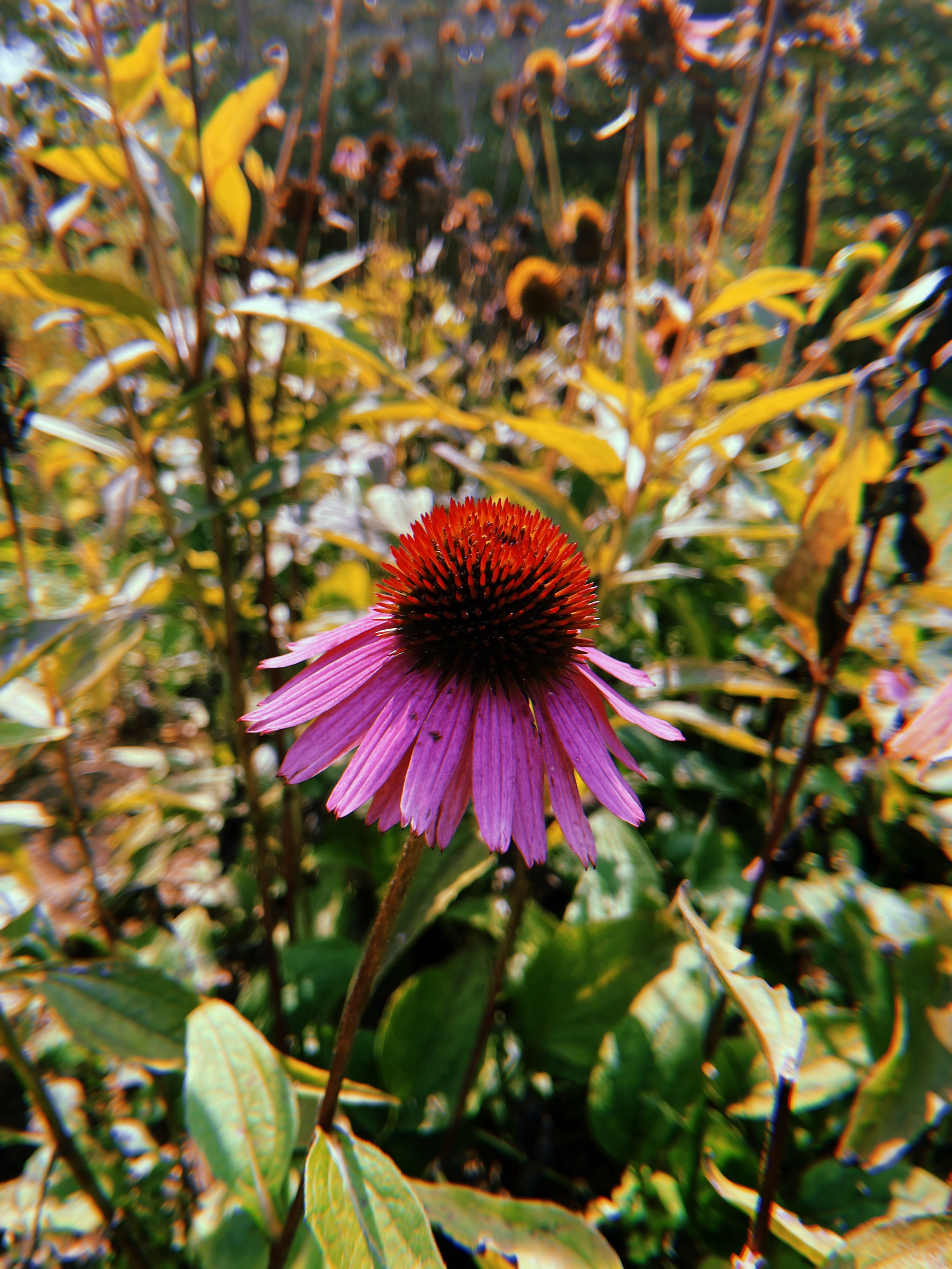 2021-09-15 12:58:50.398.jpeg