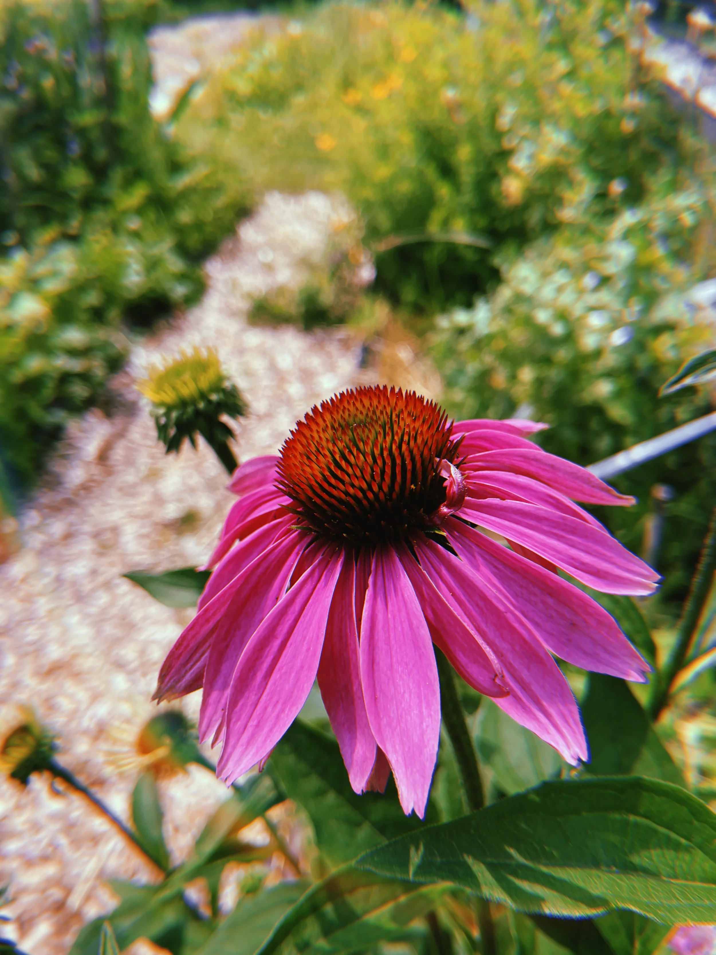 2023-07-01 14:27:48.141.jpeg