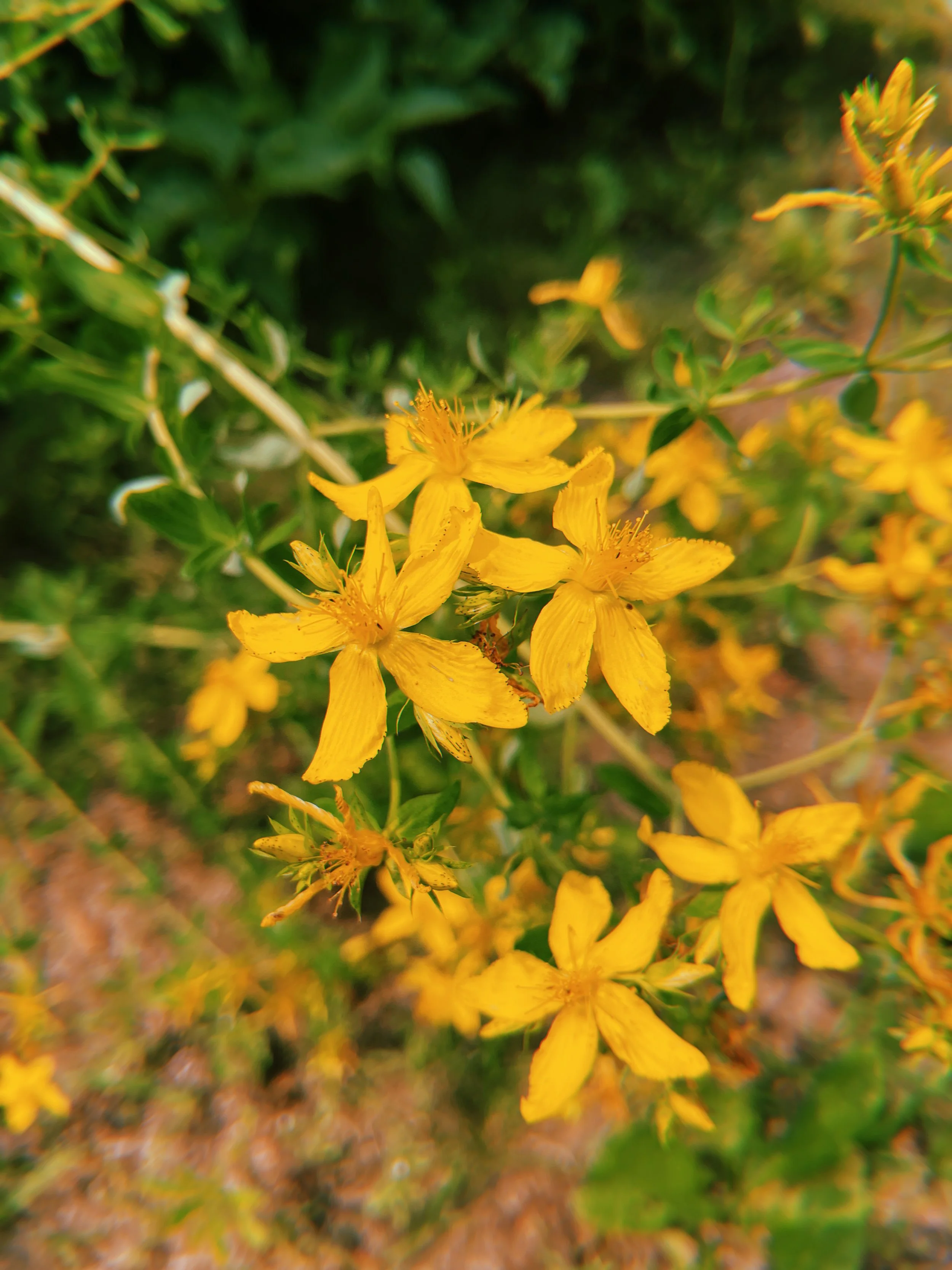 2023-07-01 14:32:24.282.jpeg