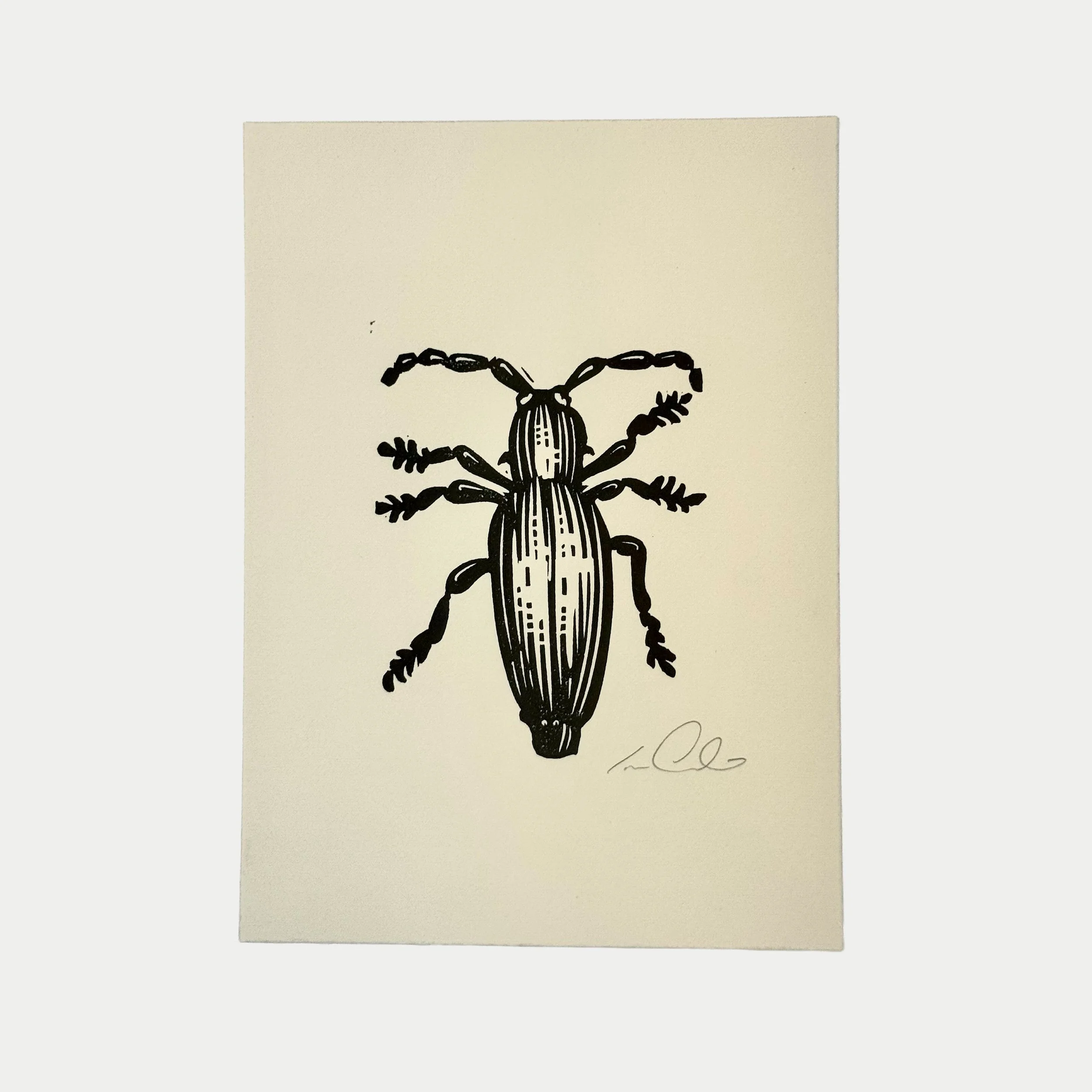 Black and white illustration of a beetle with elongated body and detailed legs, signed at the bottom right.