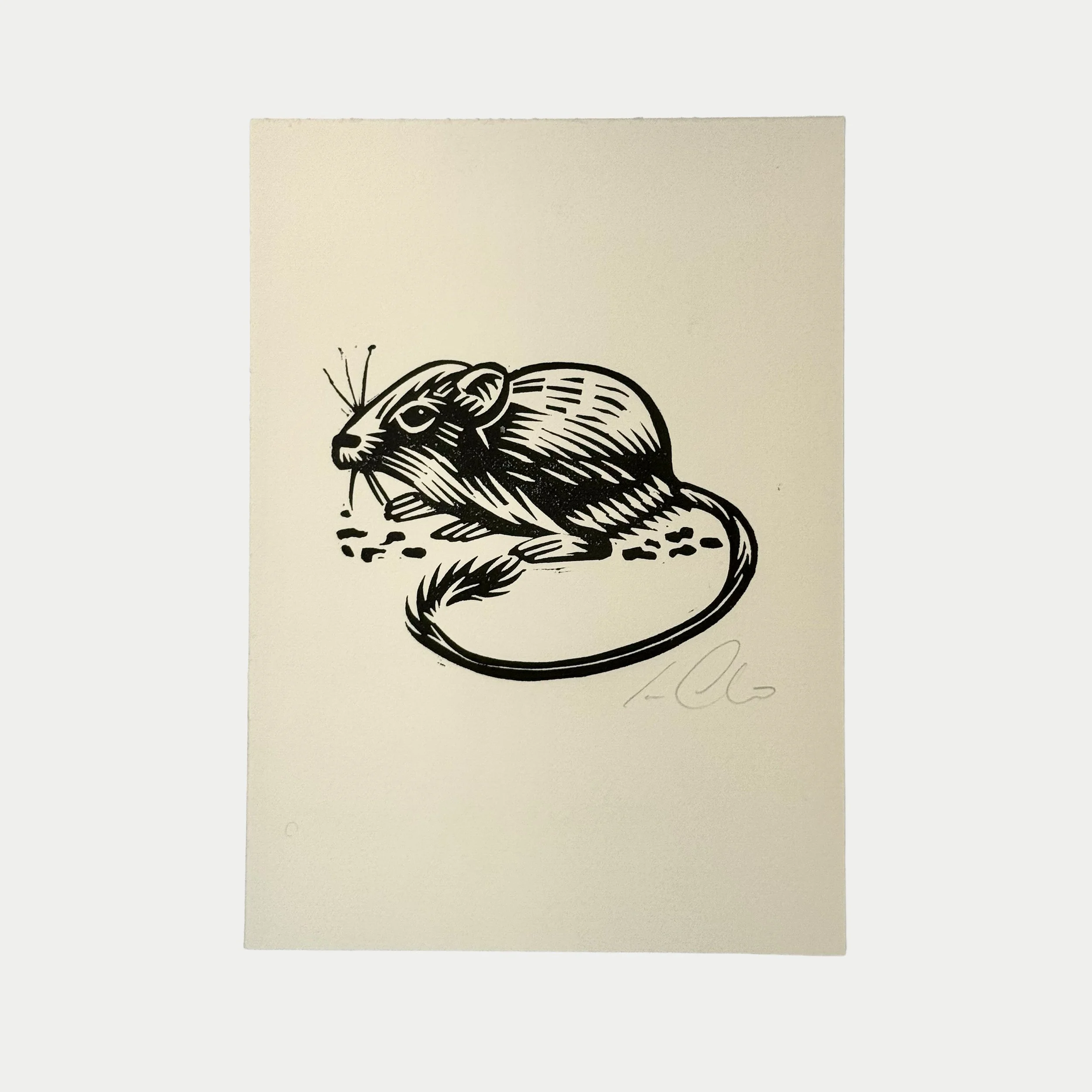 Black ink drawing of a mouse sitting on the ground, with detailed fur and long tail, on white paper.