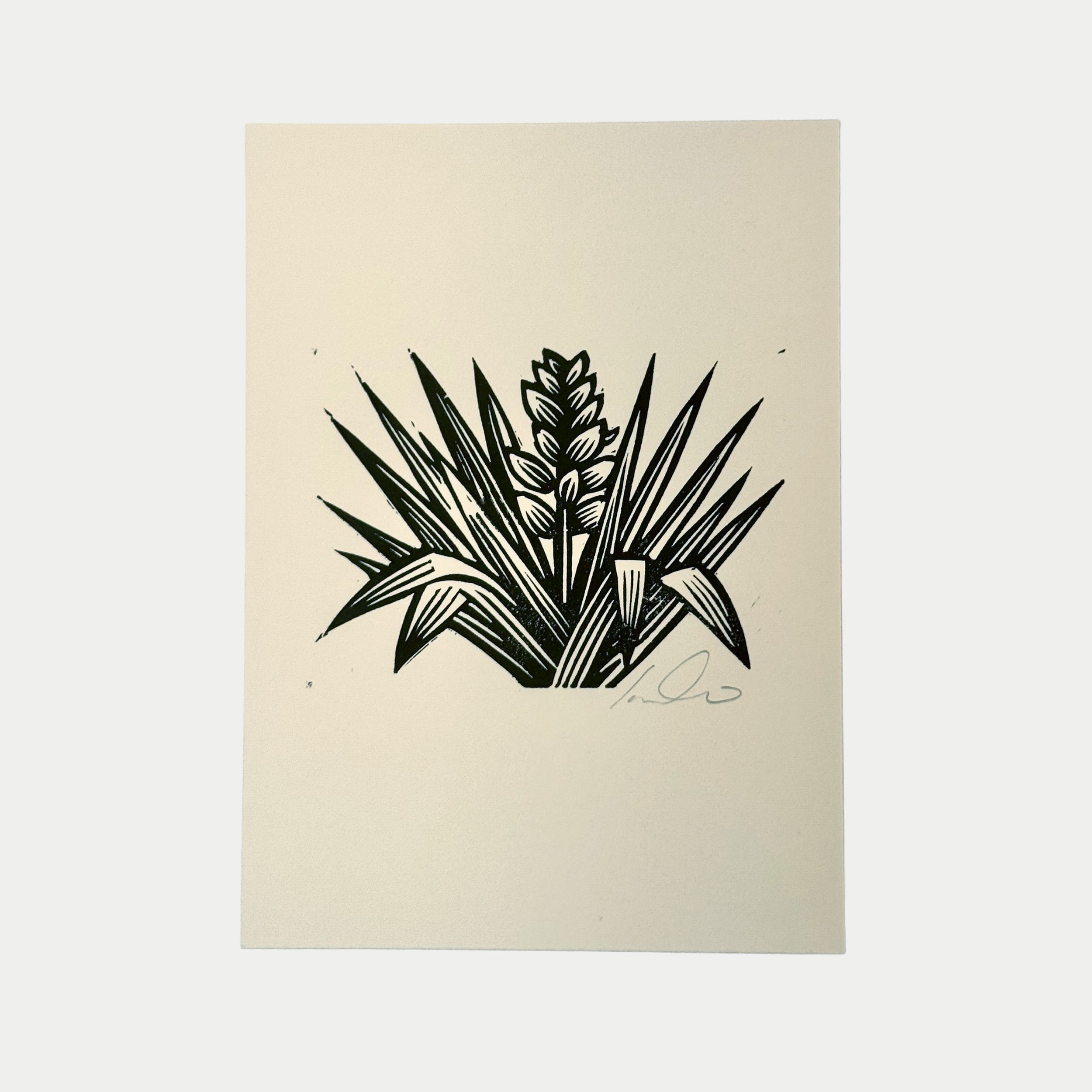 Black and white drawing of a plant with long, pointed leaves and a central flower spike, signed with initials or a signature.